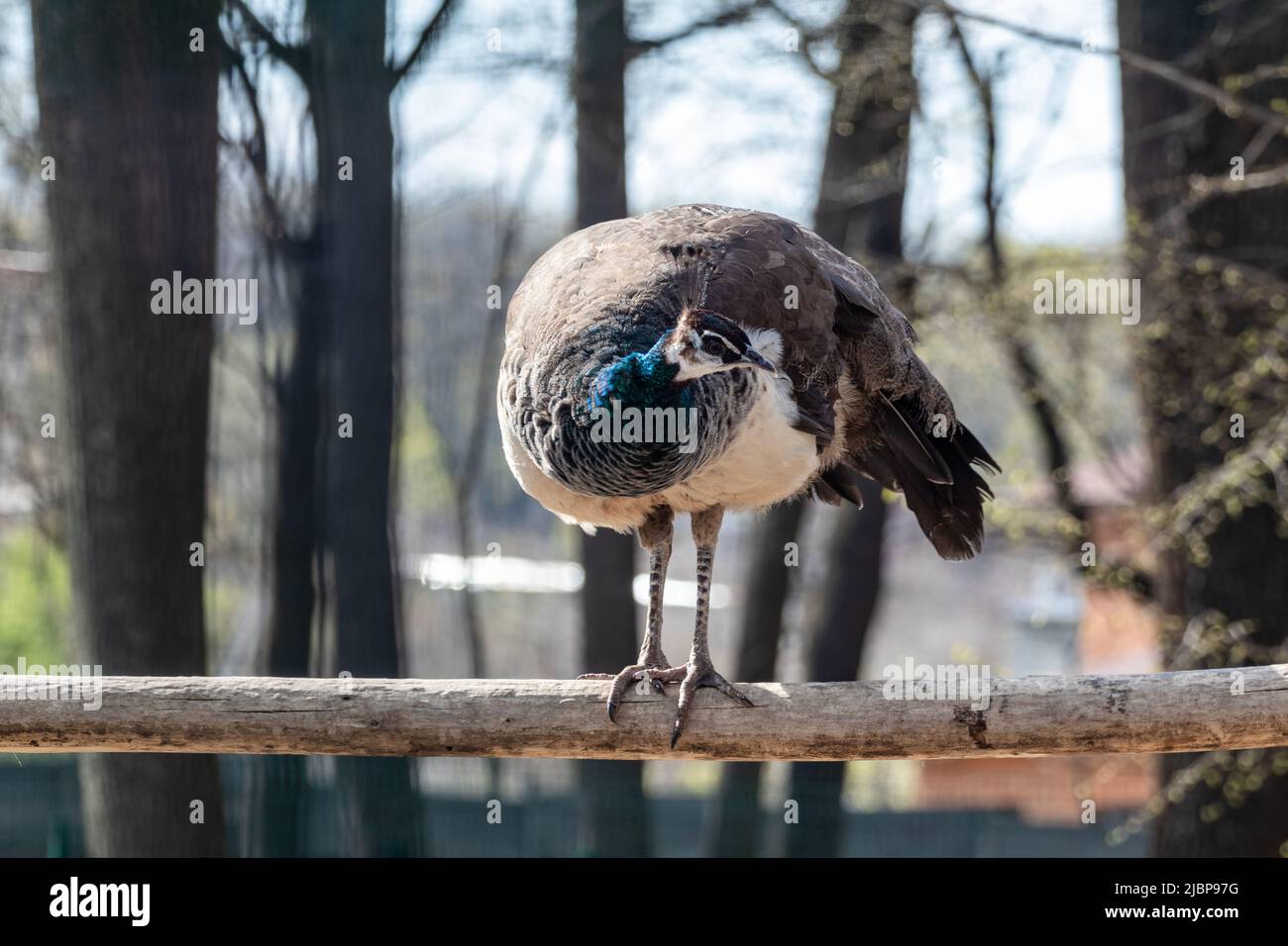 Peafhibou bleu, peafhibou indien (Pavo cristatus) peahen femelle avec des plumes de cou colorées assis gracieusement sur la branche d'arbre avec un arrière-plan flou Banque D'Images