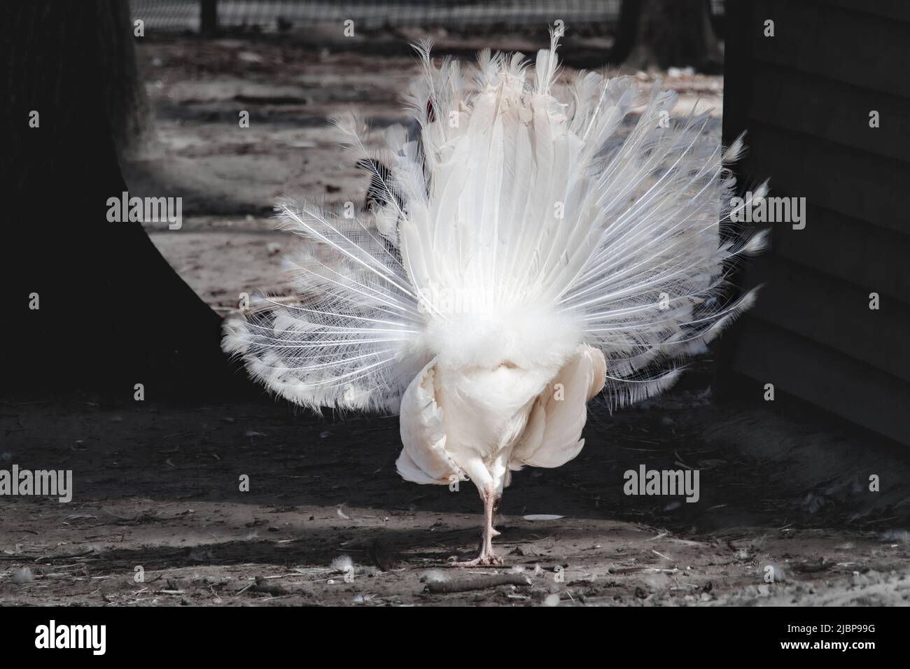 Paon blanc, paon bleu indien (Pavo cristatus) depuis le dos, queue avec de longues plumes de type éventail. Oiseau avec leucisme, plumes blanches sur flou Banque D'Images