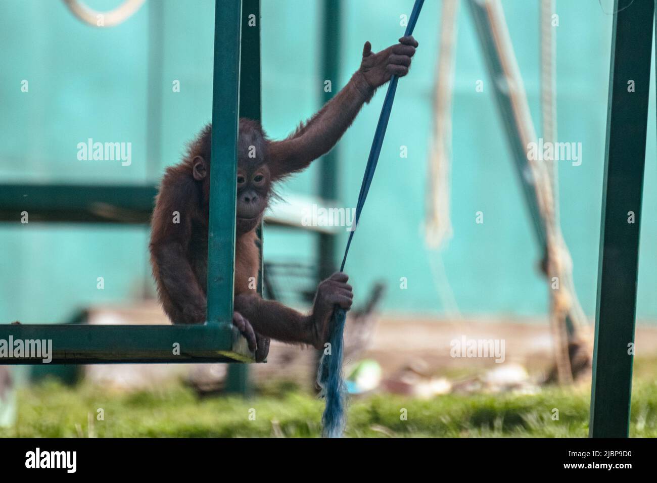 Enfant orang-outan jouant avec le saut à l'élastique dans le zoo. Singes animaux, plus grand mammifère arboricole à fourrure rouge Banque D'Images