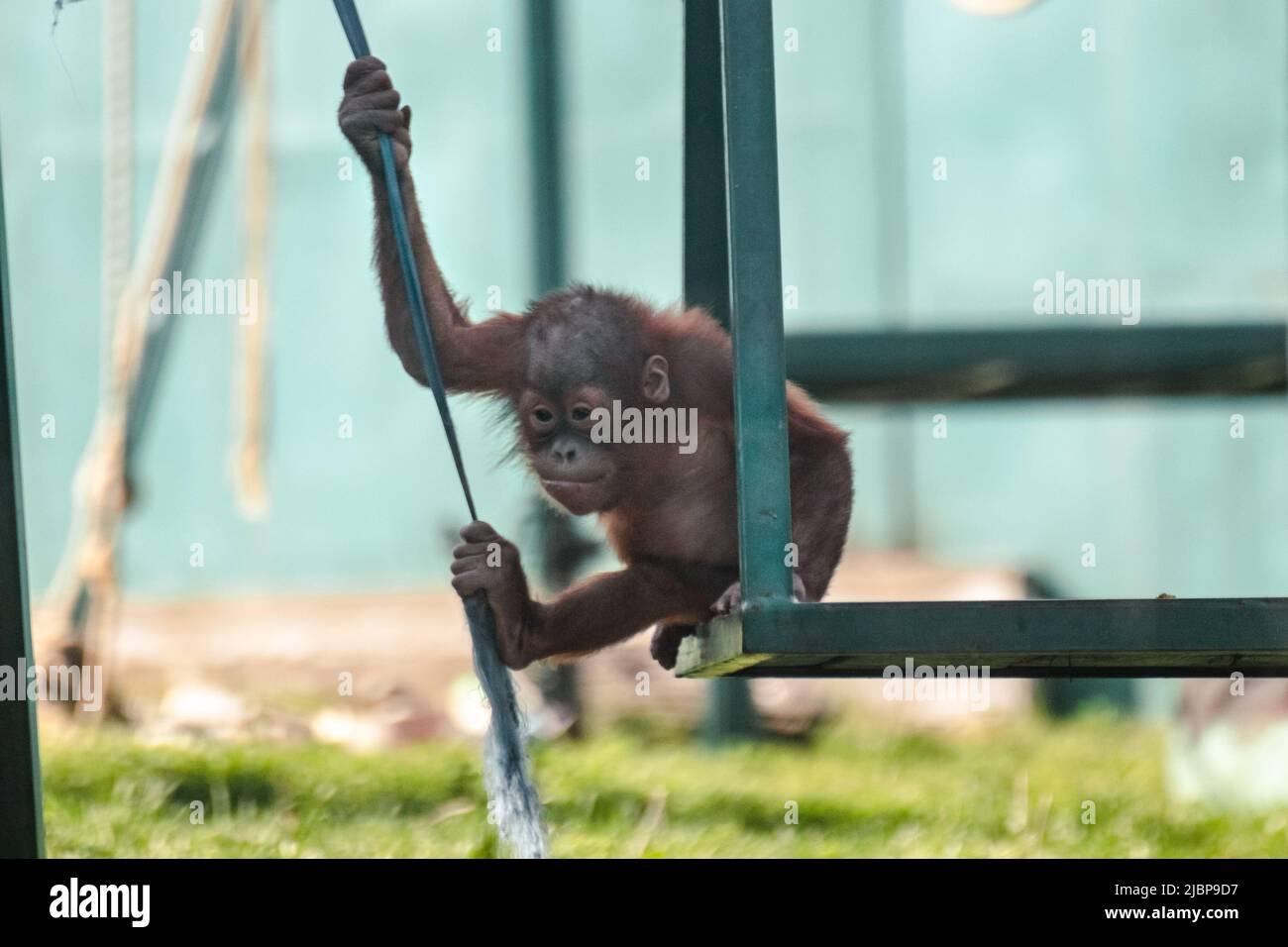 Enfant orang-outan jouant avec balançoire et corde à élastique dans le zoo. Singes animaux, plus grand mammifère arboricole à fourrure rouge Banque D'Images