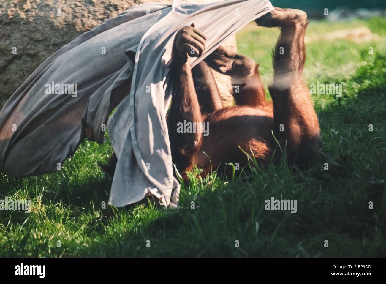 Enfant orang-outan jouant avec du tissu sur l'herbe verte dans le zoo. Singes animaux, plus grand mammifère arboricole à fourrure rouge Banque D'Images