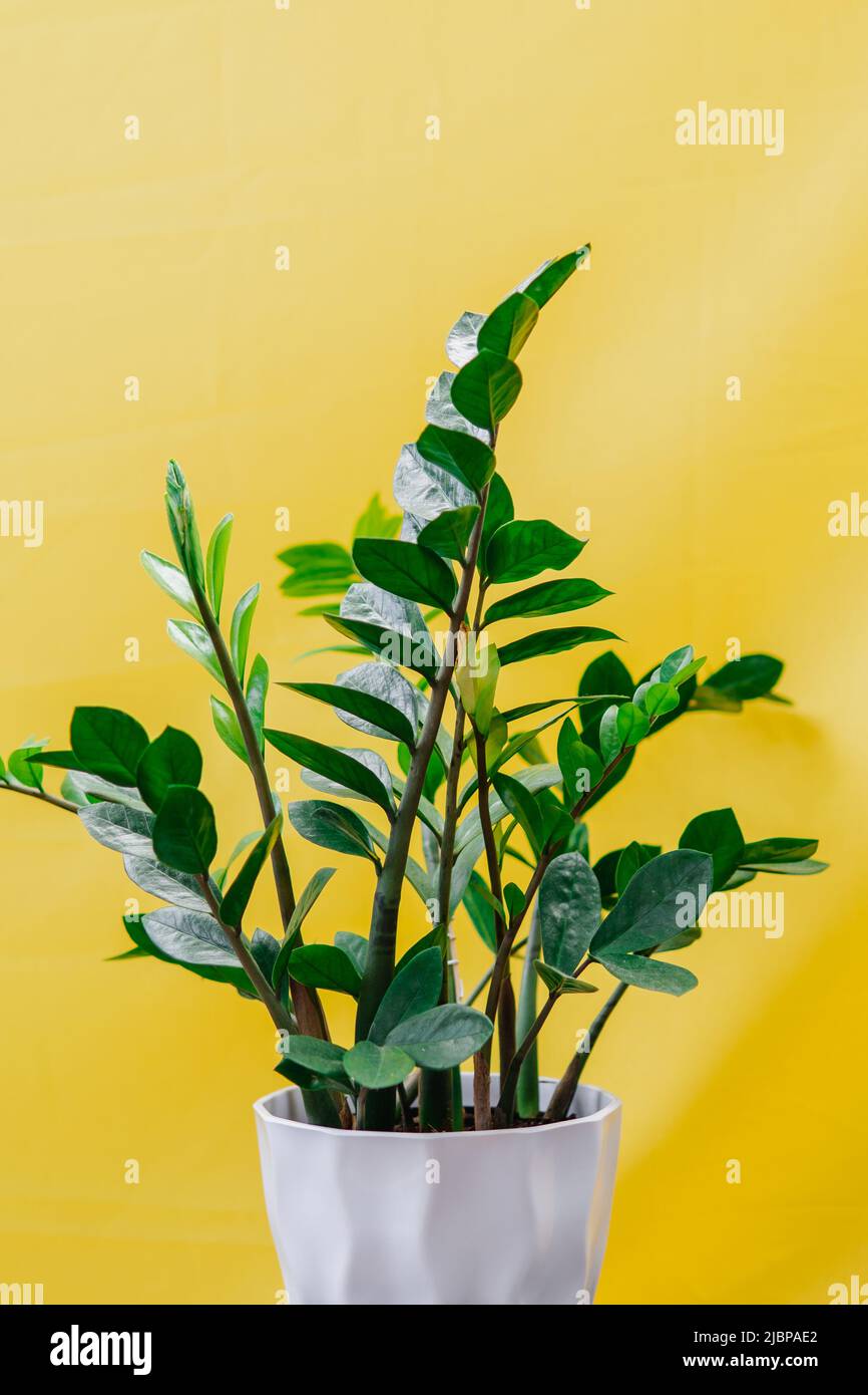 Plante verte et jaune Banque de photographies et d’images à haute — free download