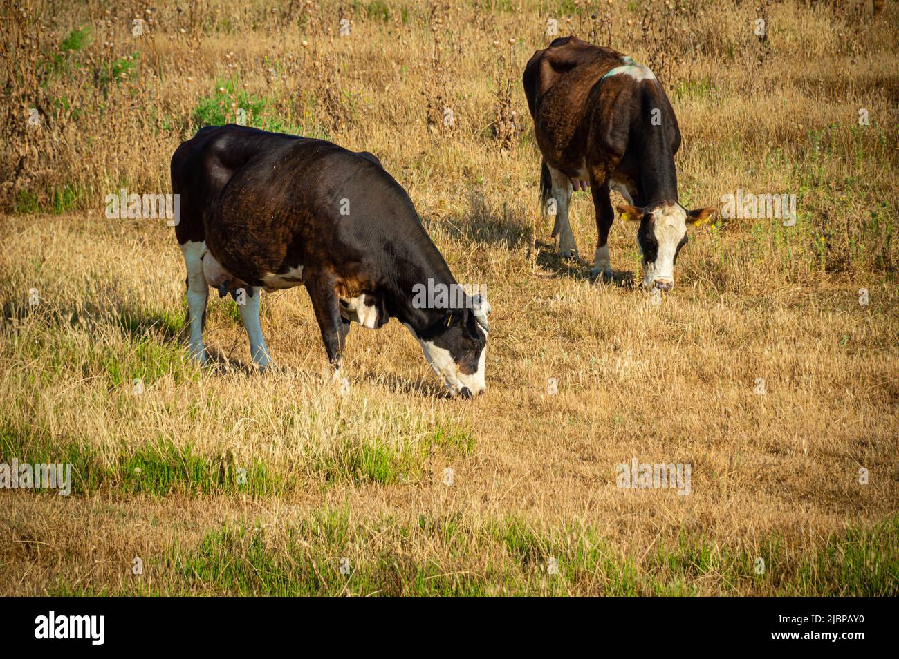 Vache dans le delta de la rivière Axios Banque D'Images