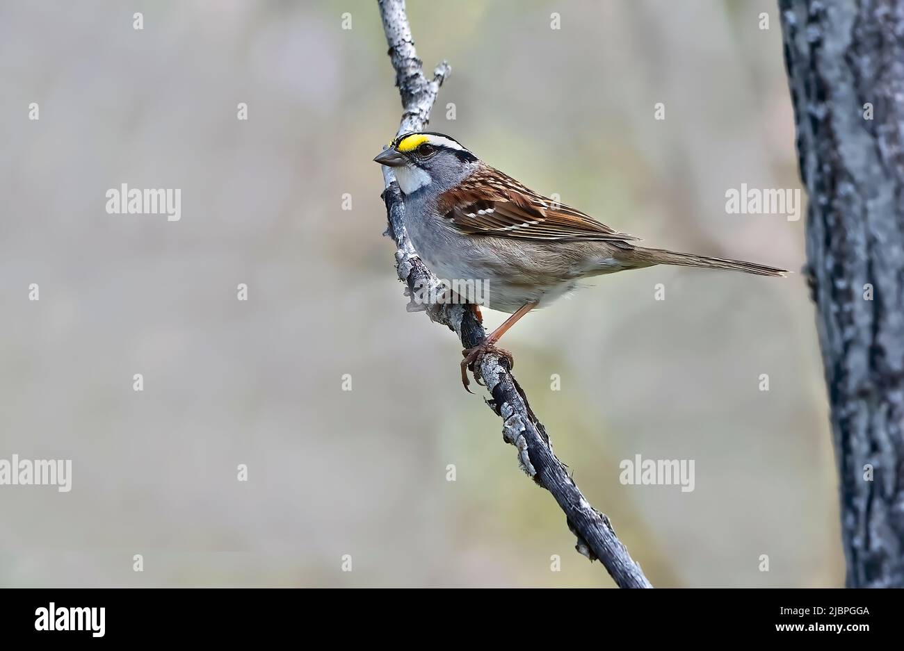 Un Bruant à gorge blanche (Zonotrichia albicollis), oiseau migrateur perché sur une branche morte dans les régions rurales du Canada de l'Alberta Banque D'Images