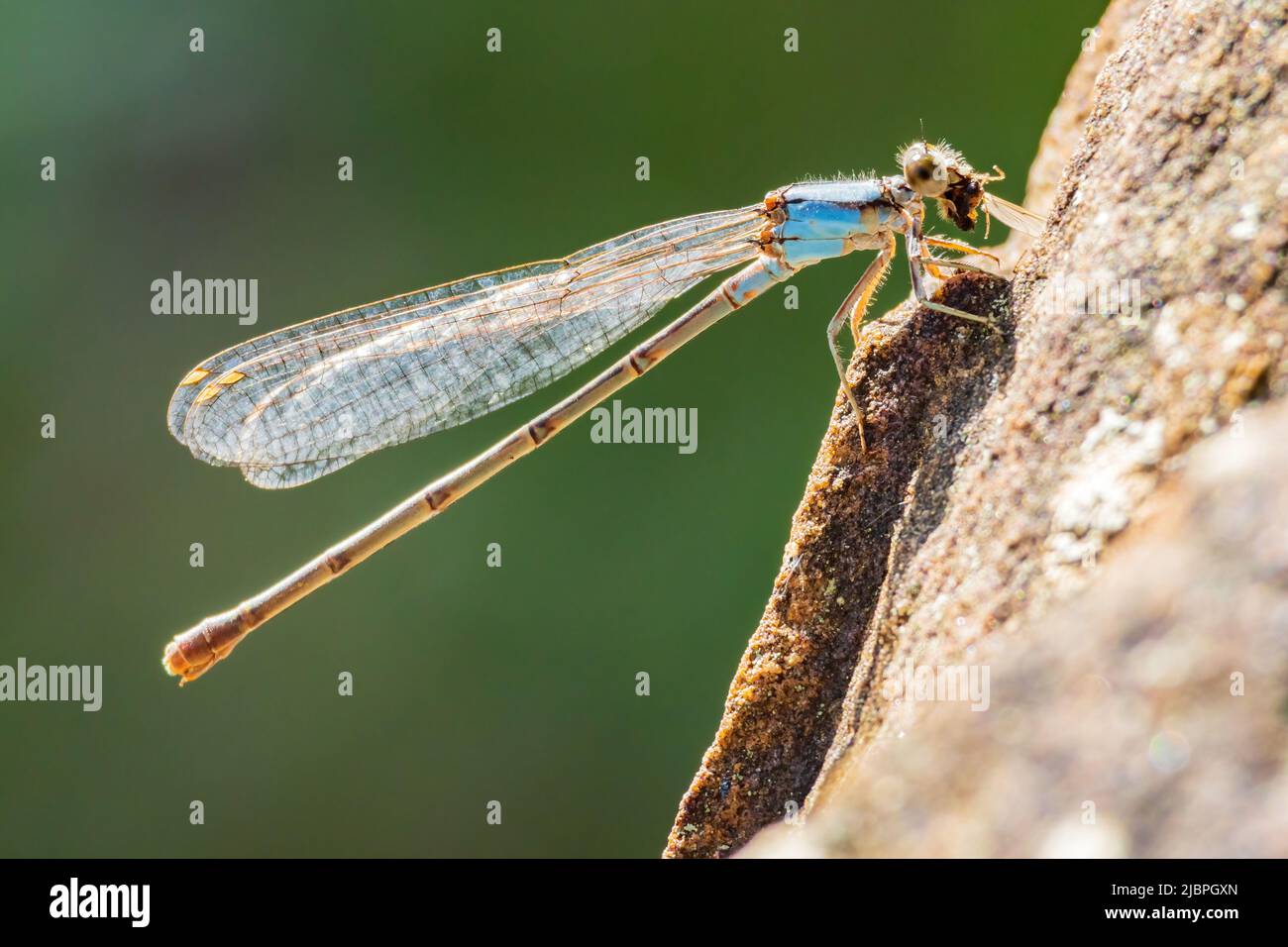 Gros plan de la danseuse en poudre Dameselfly mangeant un insecte à Oklahoma Banque D'Images