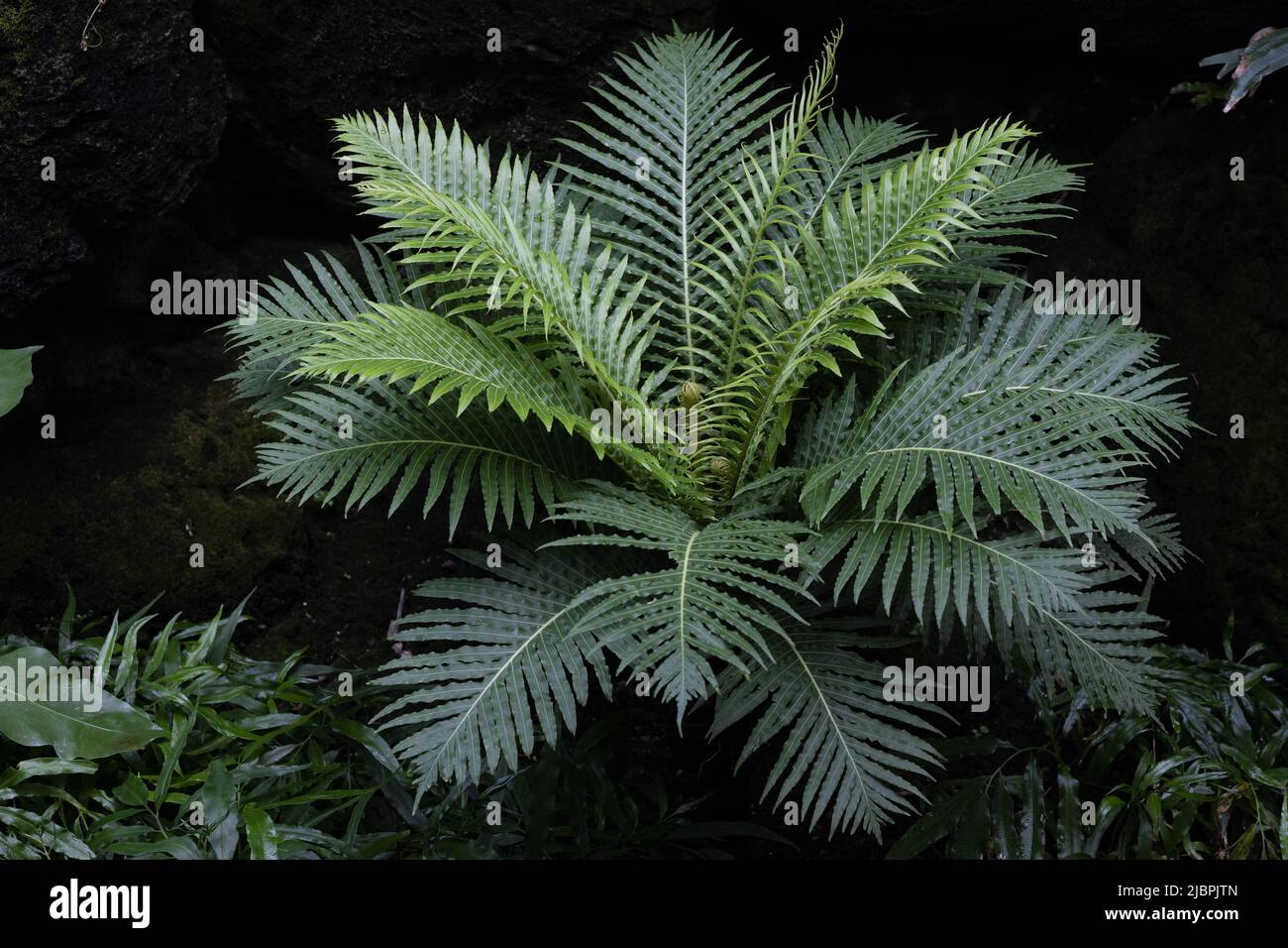 Blechnum gibbum 'Silver Lady' fougère. Banque D'Images