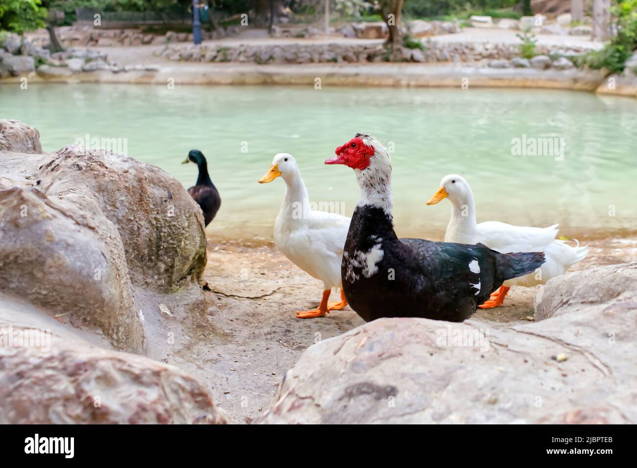 Face rouge d'un canard de Muscovy avec d'autres canards blancs près de l'étang. Banque D'Images
