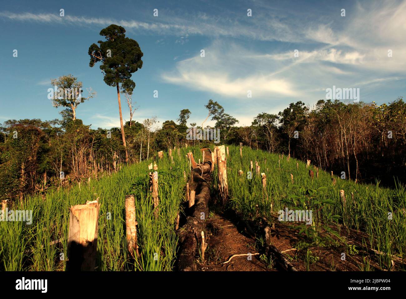 Champ agricole dans le village de Nanga Raun, Kalis, Kapuas Hulu, Kalimantan occidental, Indonésie. Banque D'Images