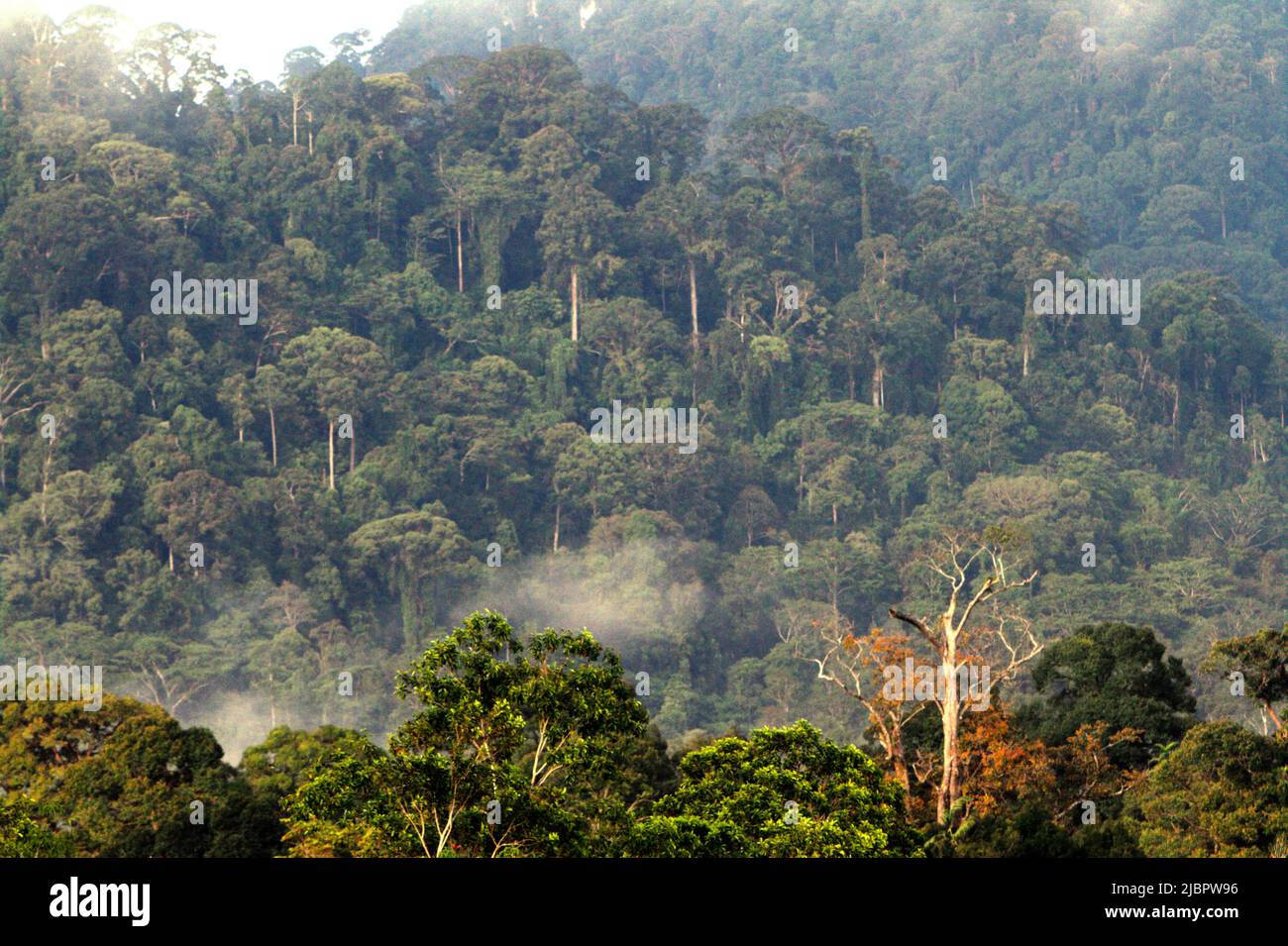 La canopée de la forêt tropicale est vue depuis le village éloigné de Nanga Raun à Kalis, Kapuas Hulu, Kalimantan occidental, Indonésie. Banque D'Images