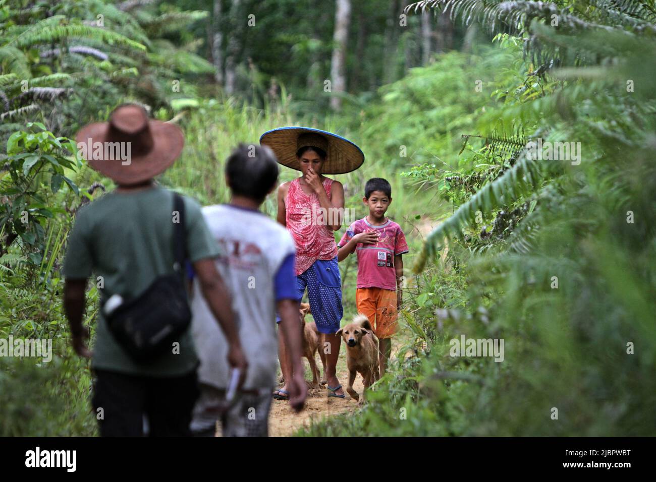 Une femme avec un enfant et des chiens marchant sur un sentier rural, voyageant dans la direction opposée aux hommes lors d'une évaluation écotouristique dans le village de Nanga Raun, Kalis, Kapuas Hulu, Kalimantan occidental, Indonésie. Banque D'Images