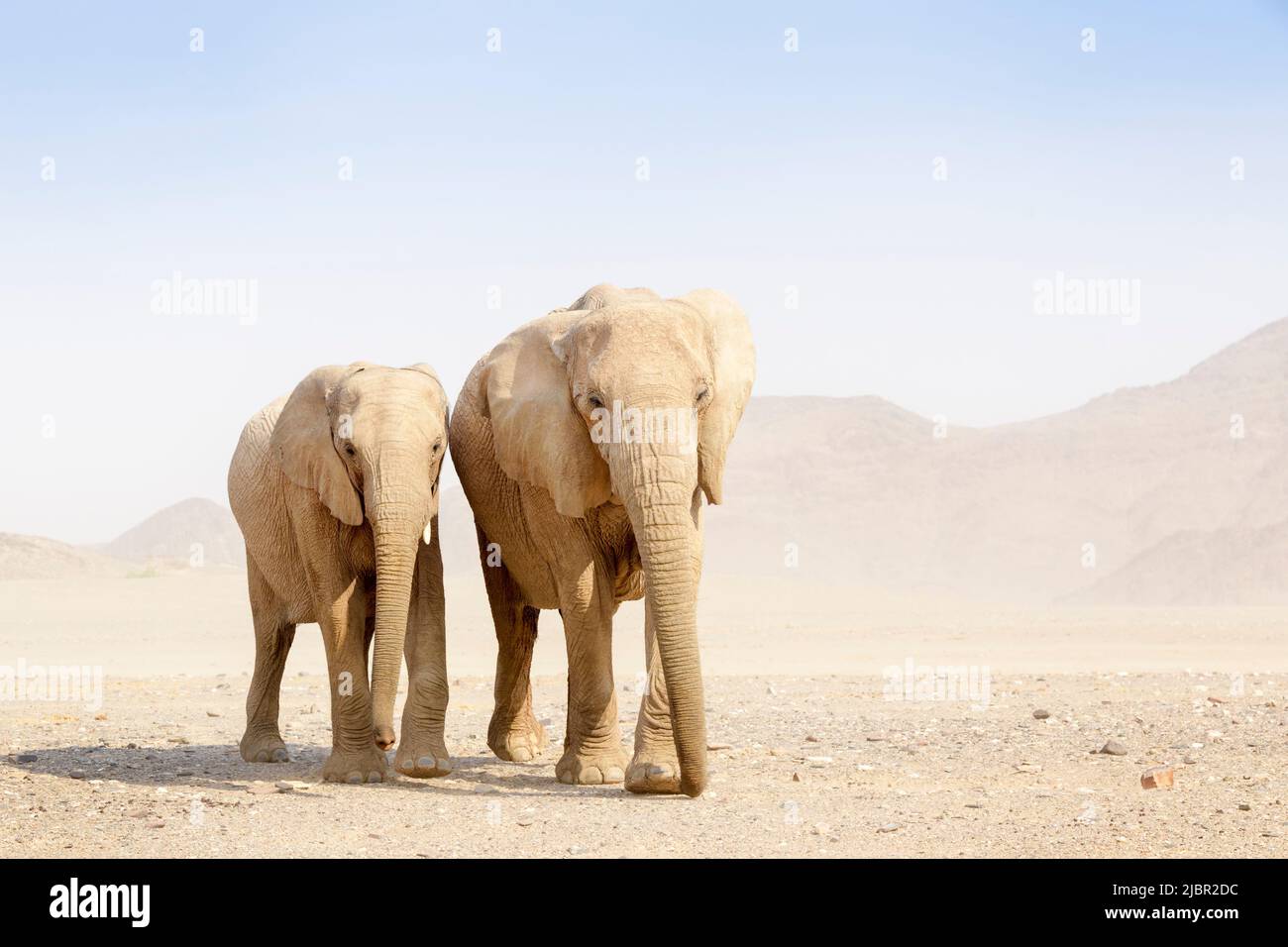 Deux éléphants d'Afrique (Loxodonta africana), éléphant adapté au désert debout dans le désert, regardant la caméra, désert de Hoanib, Kaokoland, Namibie. Banque D'Images