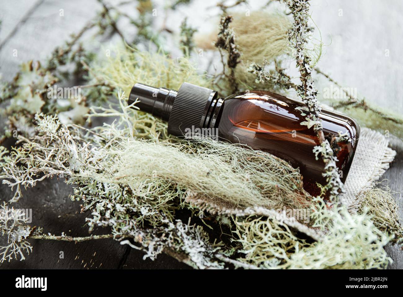 Bouteille de pipette brune avec teinture de médecine de lichen à base de plantes à l'intérieur du concept. Usnea barbata ou la barbe ou la teinture de lichen de la barbe d'un vieil homme. Vue latérale Banque D'Images