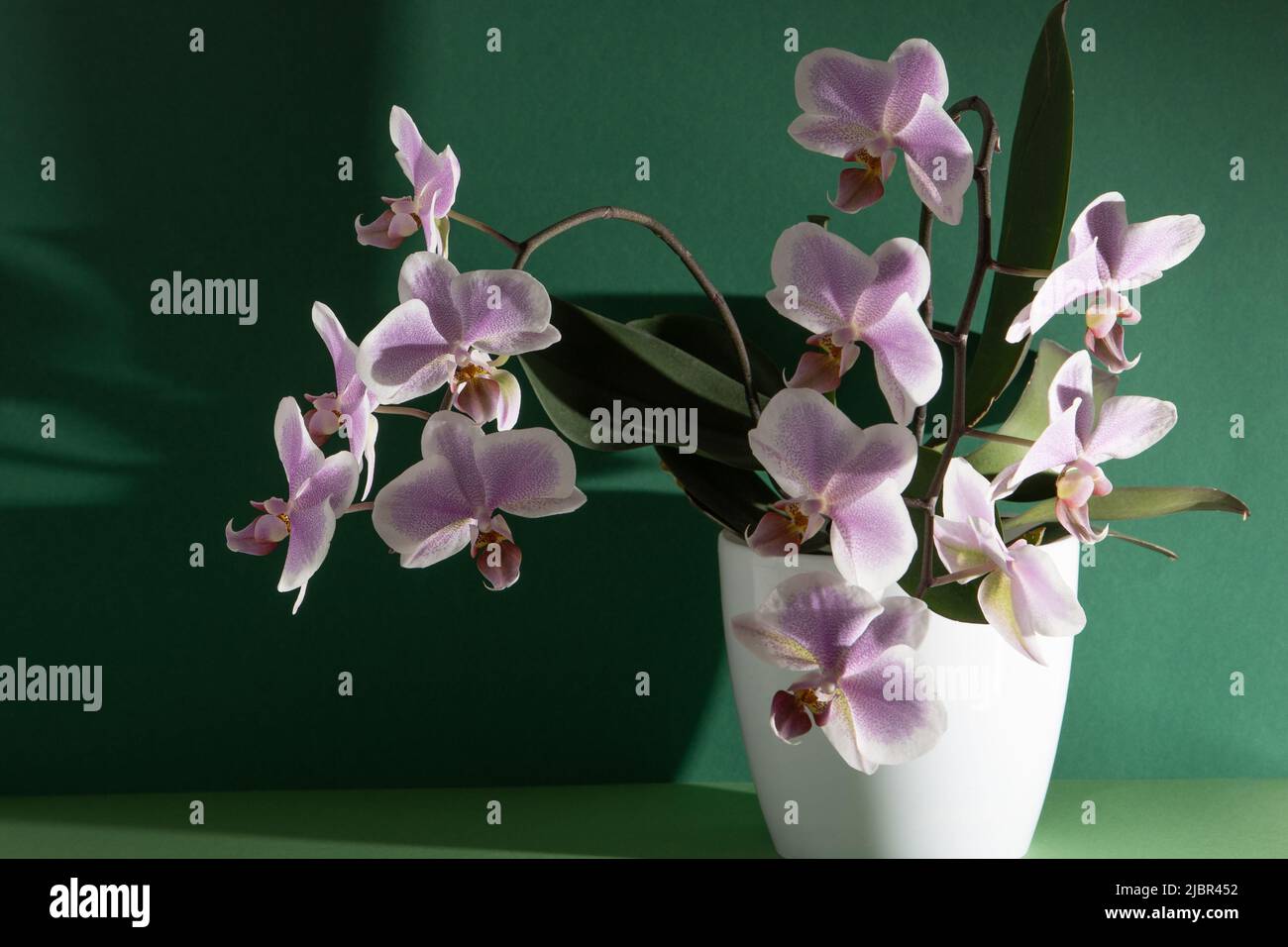 Orchidée rose deux branches. Boutons de phalaenopsis blancs. Fleur d'intérieur Phalaenopsis. Fleurs sur fond vert. Orchidées en fleurs dans la marmite de près. Banque D'Images