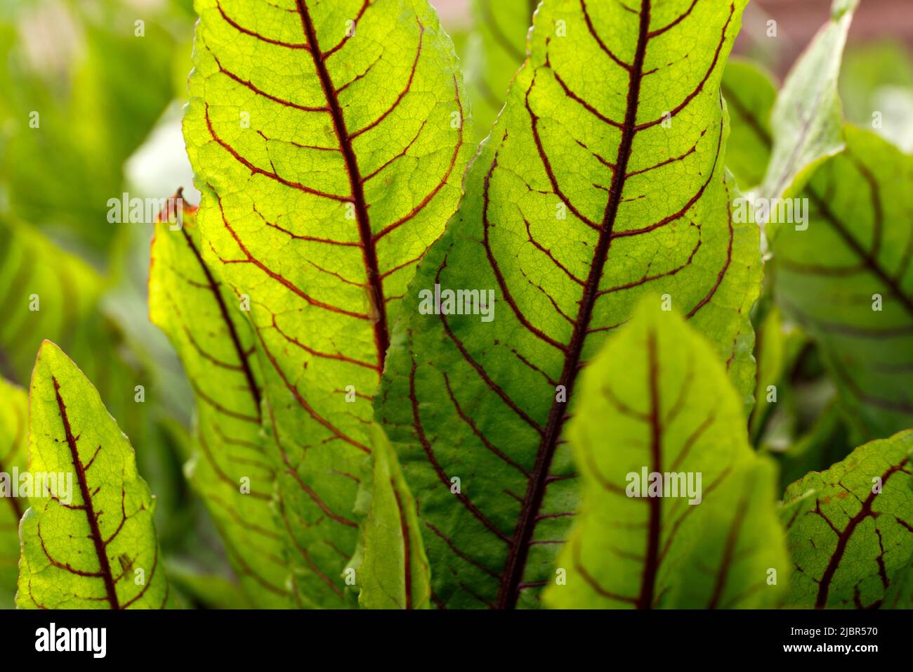 Rumex sanguineus. Rumex patientia. Sorrel est rouge-sang dans le sol ouvert. Grandes feuilles de vert moyen oblong-lancéolate avec nervures violastiques Banque D'Images