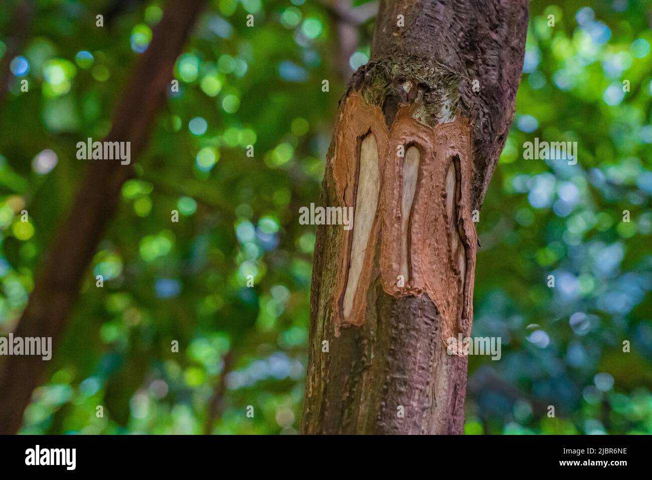 Tronc d'arbre de cannelle avec écorce coupée dans la forêt tropicale, Zanzibar, Tanzanie Banque D'Images