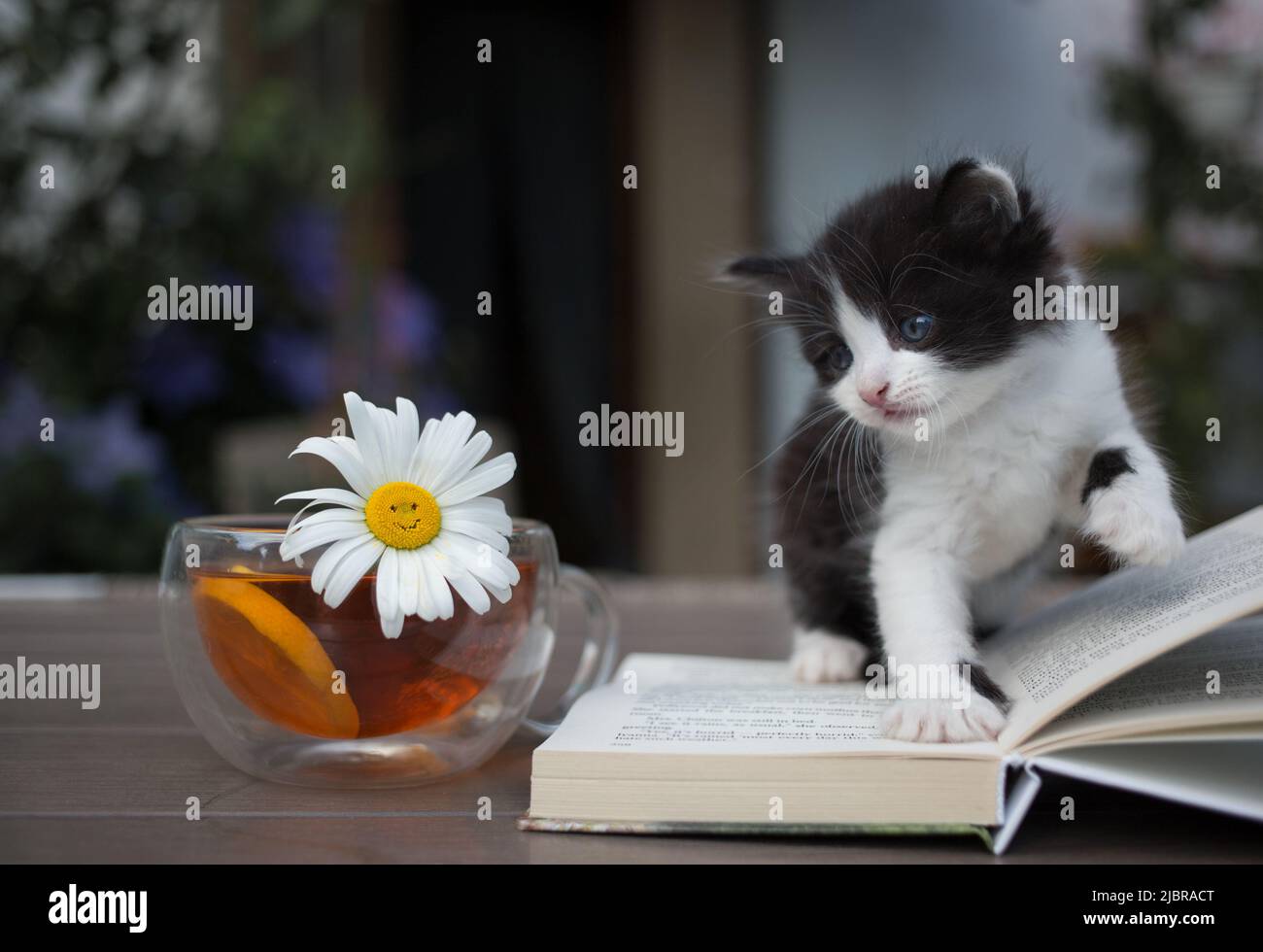 le chaton noir et blanc est assis sur un livre ouvert. Animal de compagnie curieux. Concept d'éducation et de motivation pour la connaissance. Tasse de thé parfumé au citron et au chamo Banque D'Images
