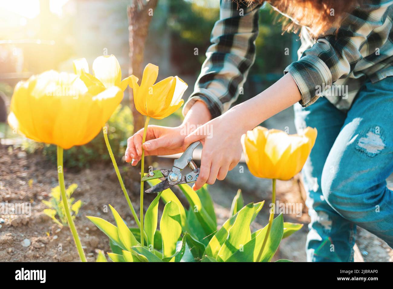 Une femme caucasienne coupe des tulipes jaunes avec un sécateur dans le jardin. En arrière-plan, la cour. Les mains en gros plan. Soleil. Horizontale. Banque D'Images