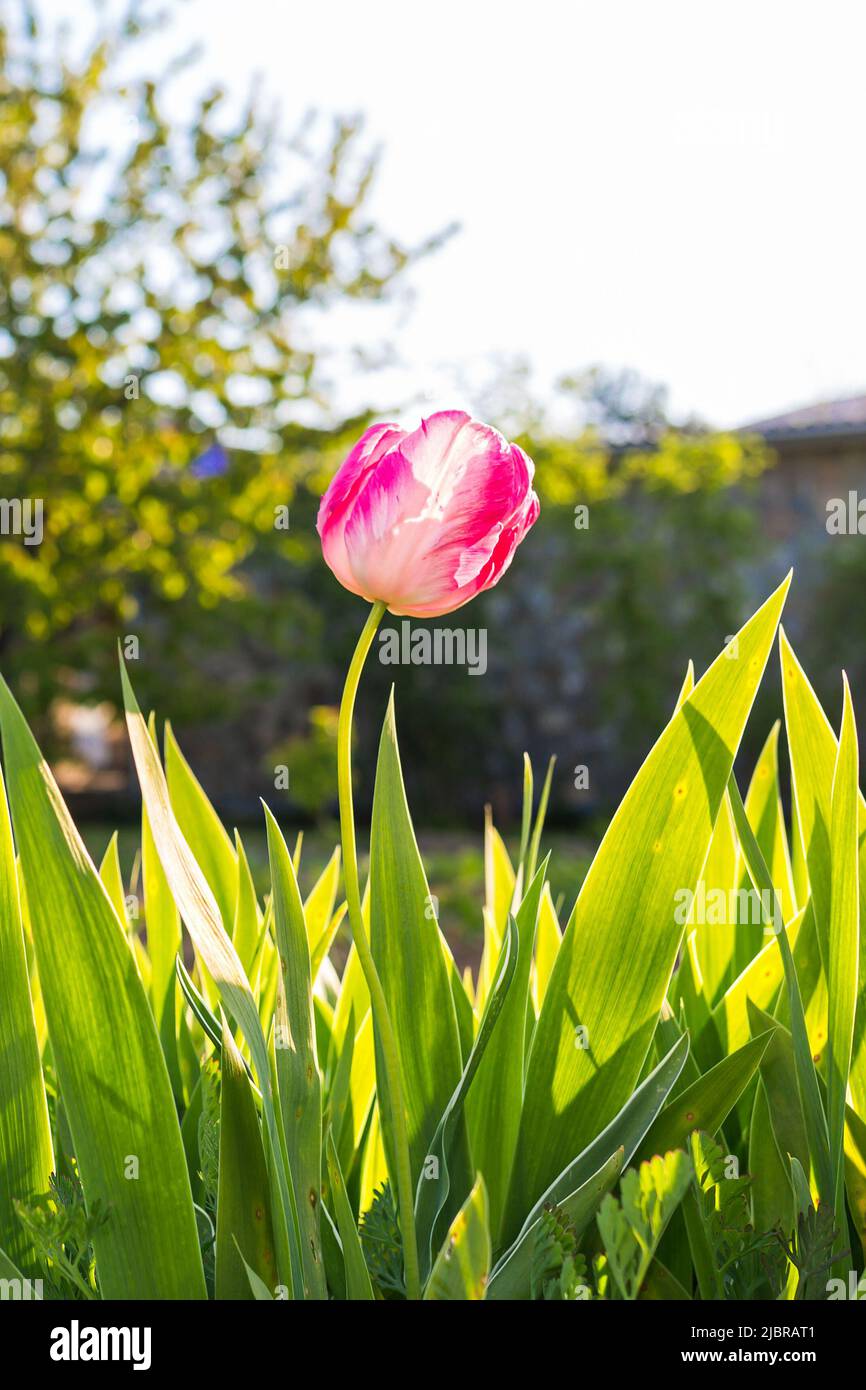 Une tulipe rose fleurit dans le jardin. En arrière-plan, verdure et végétation. Copier l'espace. Verticale. Banque D'Images
