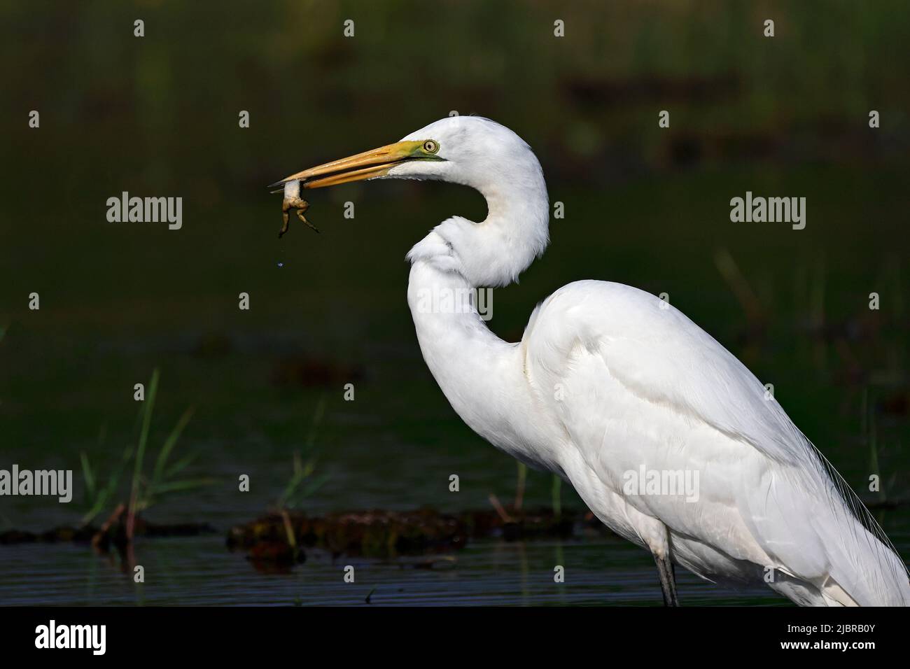 Grand Egret avec une grenouille sur la rivière Chobe Botswana Banque D'Images