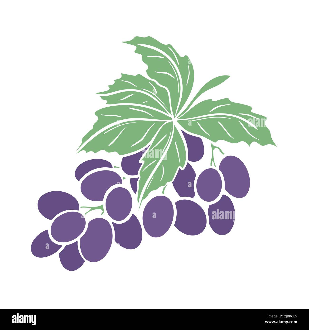 Illustration vectorielle isolée de la branche des raisins. Falaise de feuilles de raisin violet. Bouquet de baies simple avec feuillage. Aliments biologiques sains. Vin pour beve Illustration de Vecteur