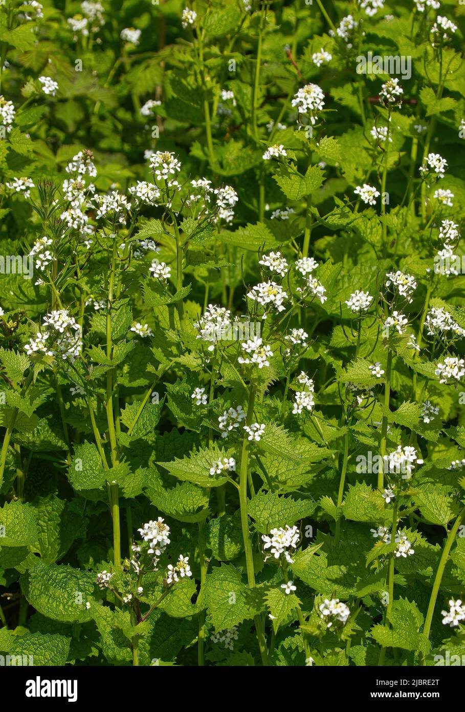 Un groupe de fleurs blanches de moutarde à l'ail, Alliaria petiolata, dans un hedgerow britannique au printemps Banque D'Images