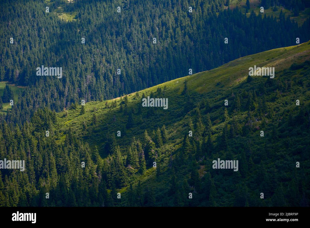 collines boisées dans une lumière tachée. magnifique paysage de la nature en été. épinettes sur pentes raides et herbeuses Banque D'Images