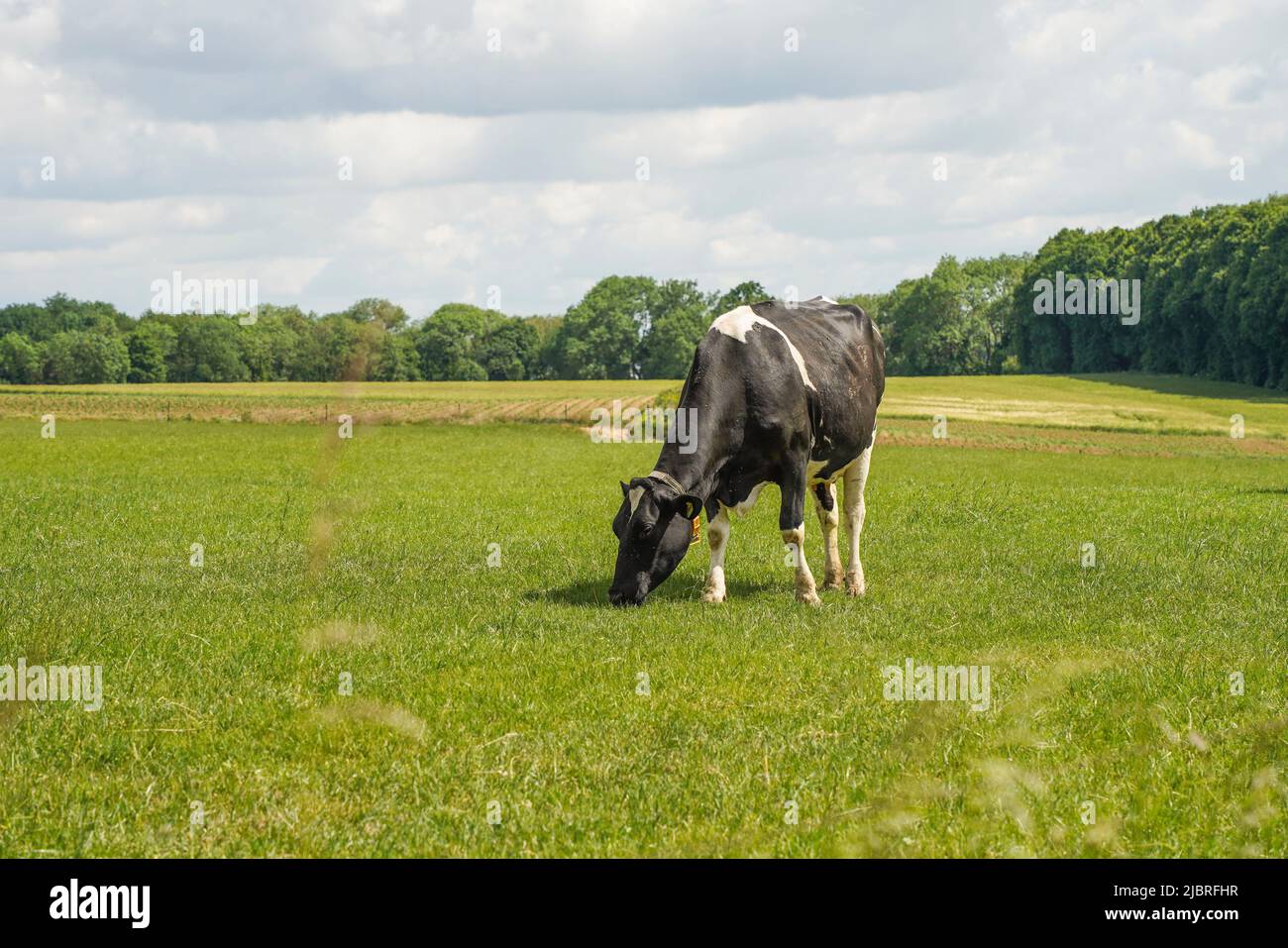 Bovins laitiers , vaches en pâturage dans le champ d'herbe verte, Limbourg, pays-Bas. Banque D'Images