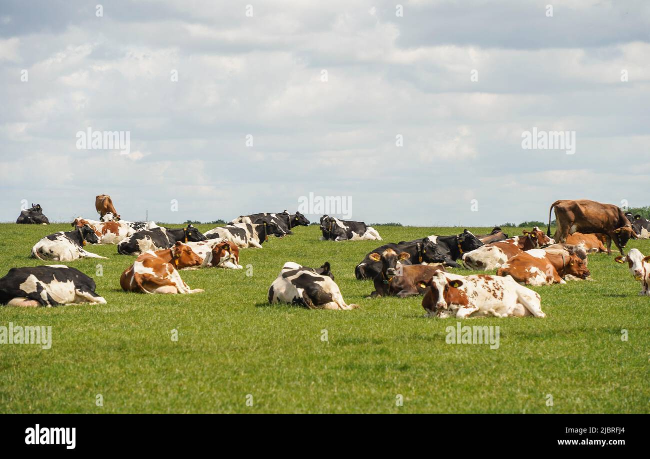 Bovins laitiers , vaches situées dans un champ d'herbe verte, Limbourg, pays-Bas. Banque D'Images