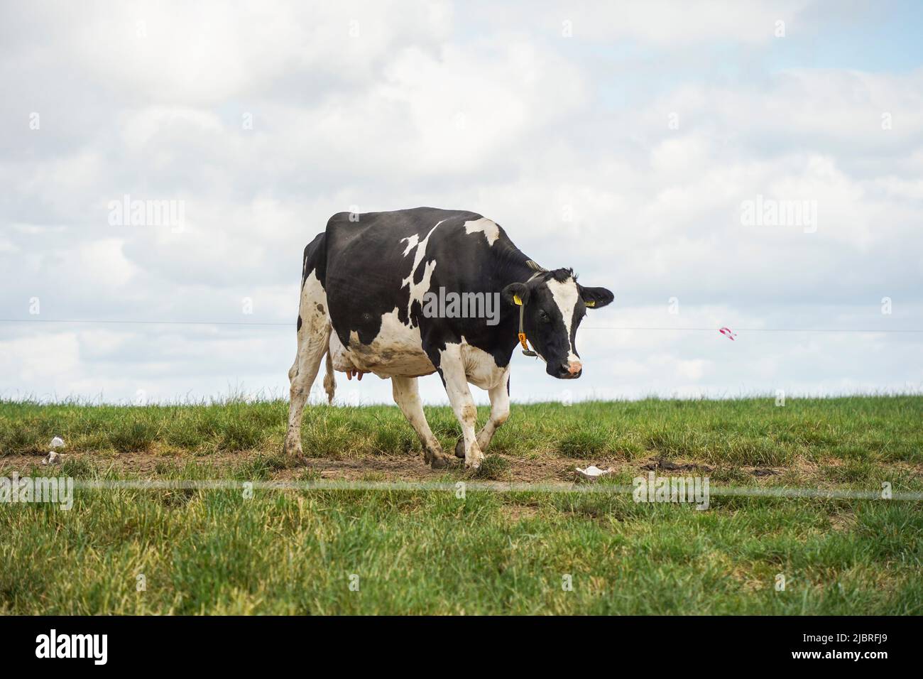 Bovins laitiers , vache marchant dans le champ d'herbe verte, Limbourg, pays-Bas. Banque D'Images