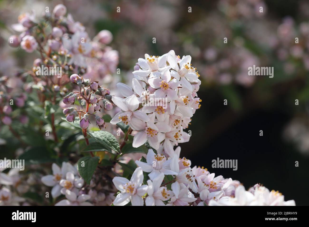 Les belles fleurs rose pâle de Deutzia x hybrida 'Mont Rose'. Un arbuste de jardin à fleurs printanières en gros plan. Copier l'espace vers la droite. Banque D'Images