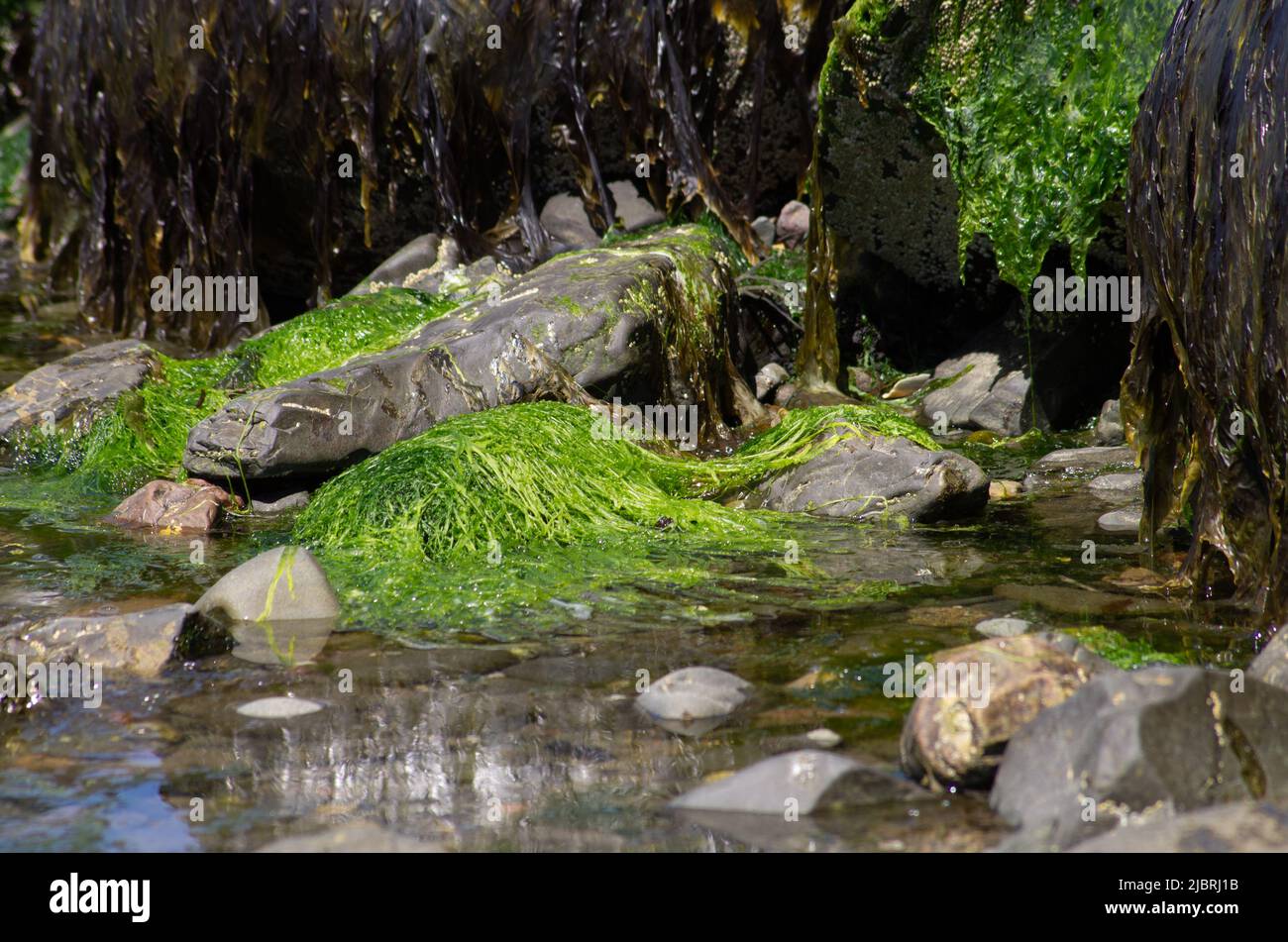 Roches couvertes d'algues exposées à marée basse Banque D'Images