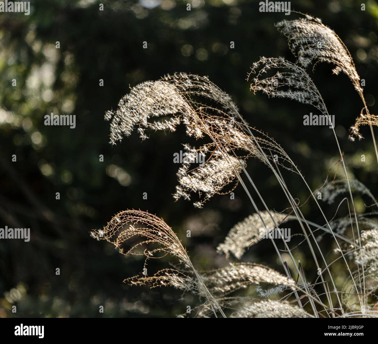 Tiges de l'herbe de jeune fille ornementale ou de la sentinelle huron, Miscanthus sinensis, qui brille dans la lumière du soleil et souffle dans la brise au printemps Banque D'Images