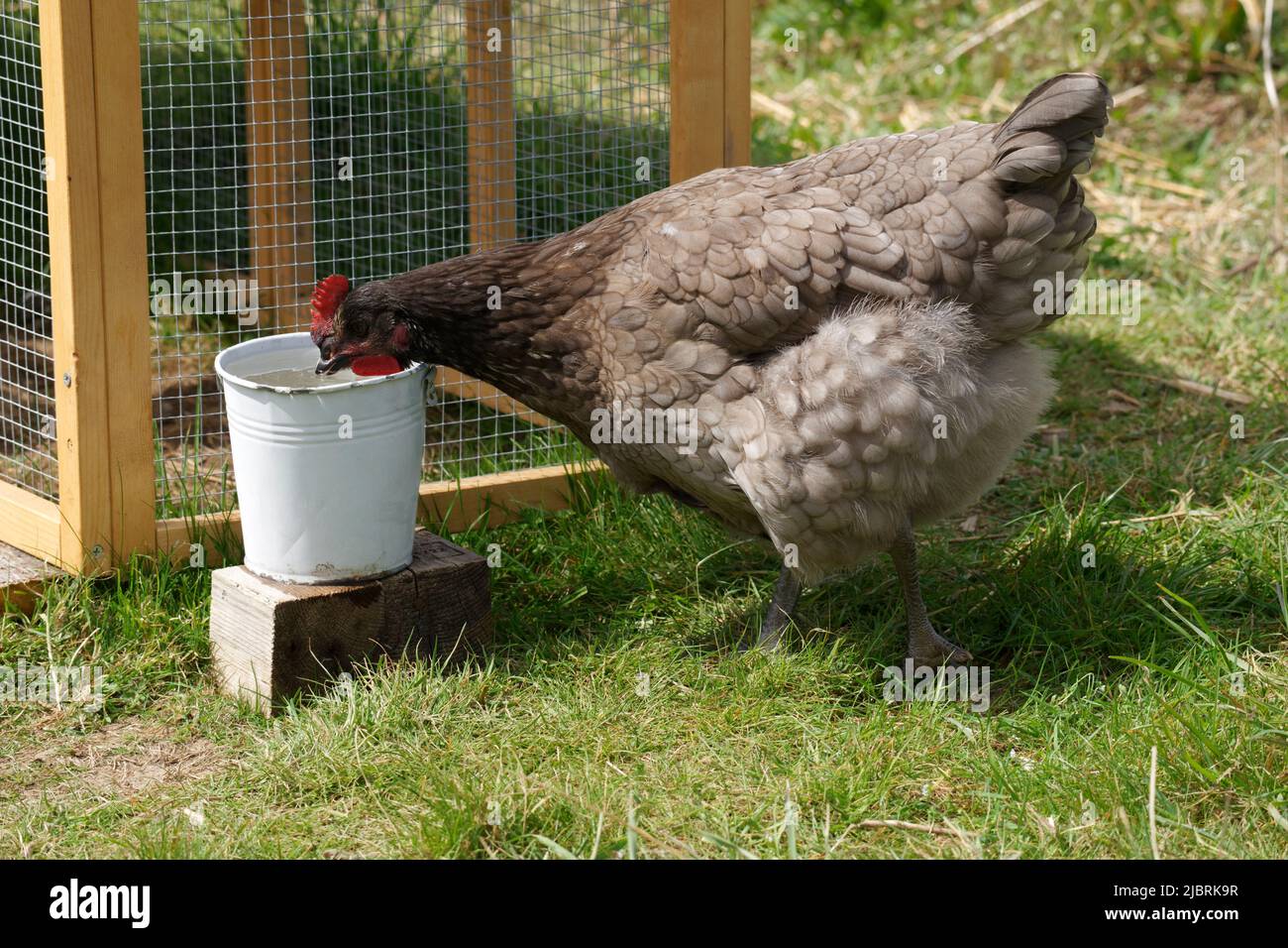 Poule dans un jardin Banque D'Images