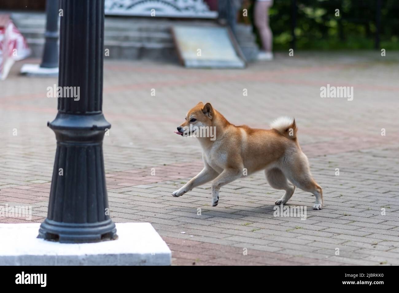 Akita inu sans laisse s'éloigne du propriétaire. Photo de haute qualité Banque D'Images