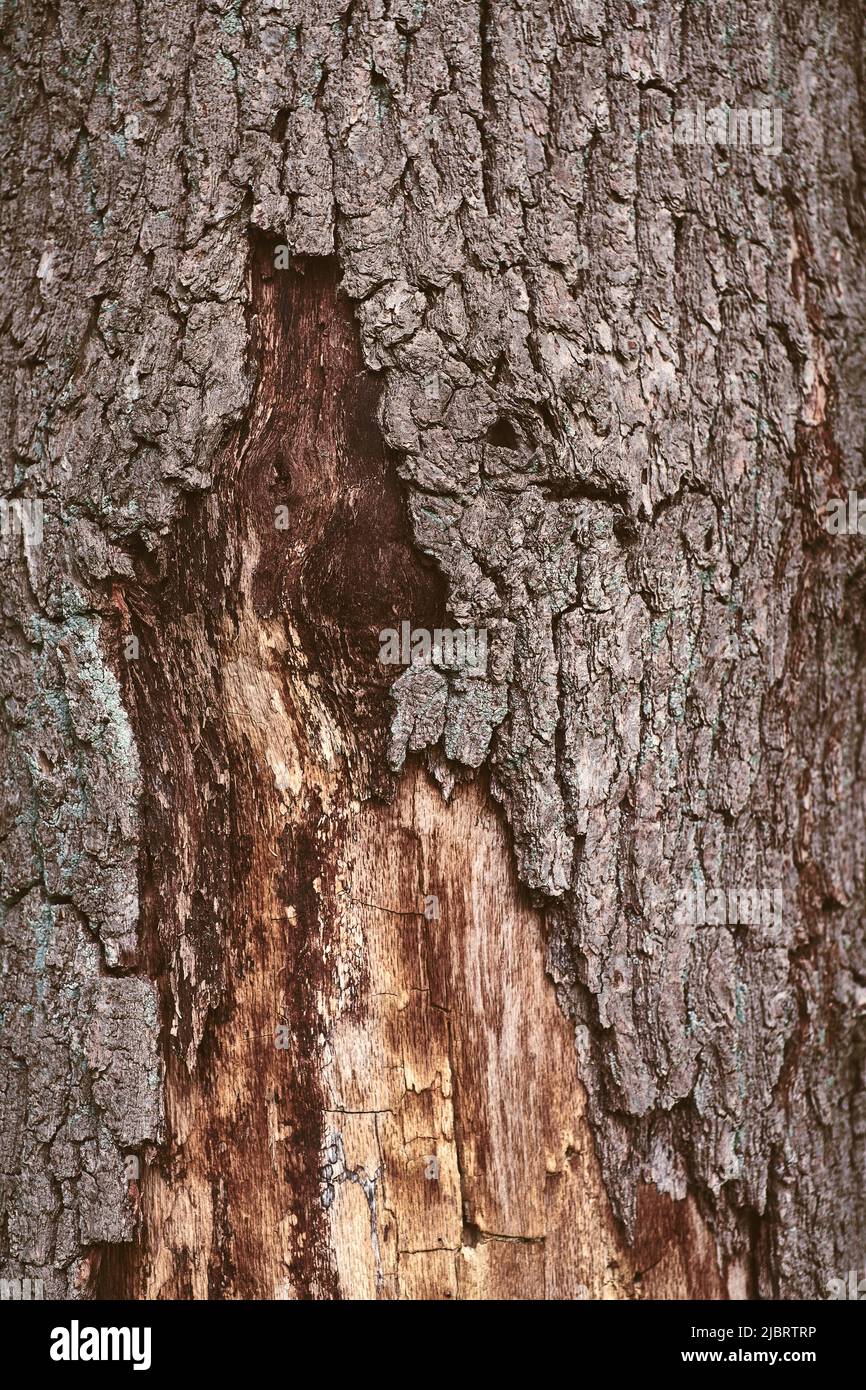 Écorce partiellement manquante sur l'arbre. Photo de haute qualité Banque D'Images