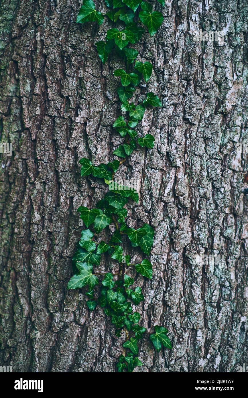 Écorce d'arbre avec l'ivy poussant dessus. Photo de haute qualité Banque D'Images