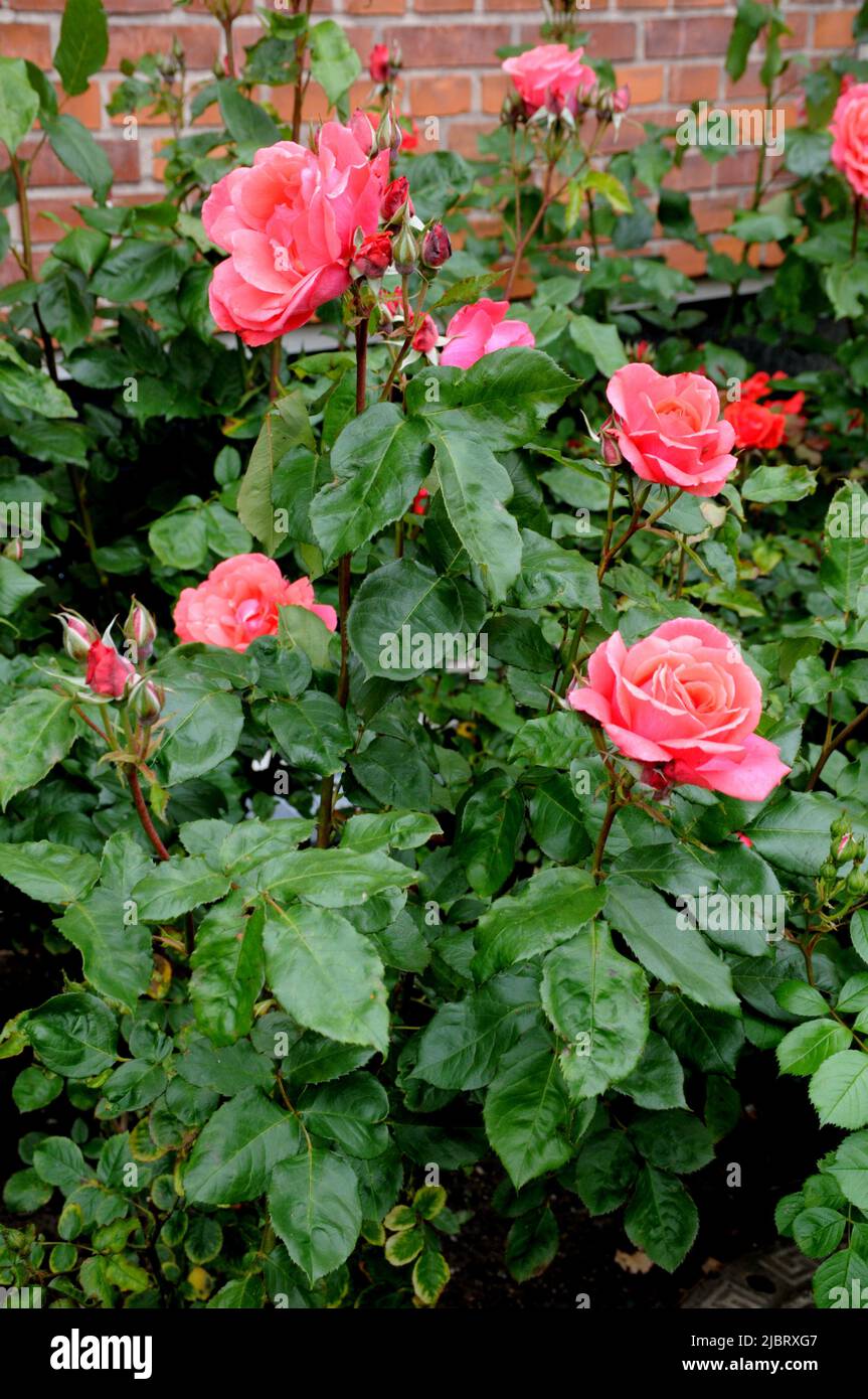 Kastrup/Copenhagen/Denmark/08 juin 2022/roses et rosiers de différentes couleurs dans le jardin local de Copenhague (photo..Francis Joseph Dean/Deanimages, Banque D'Images