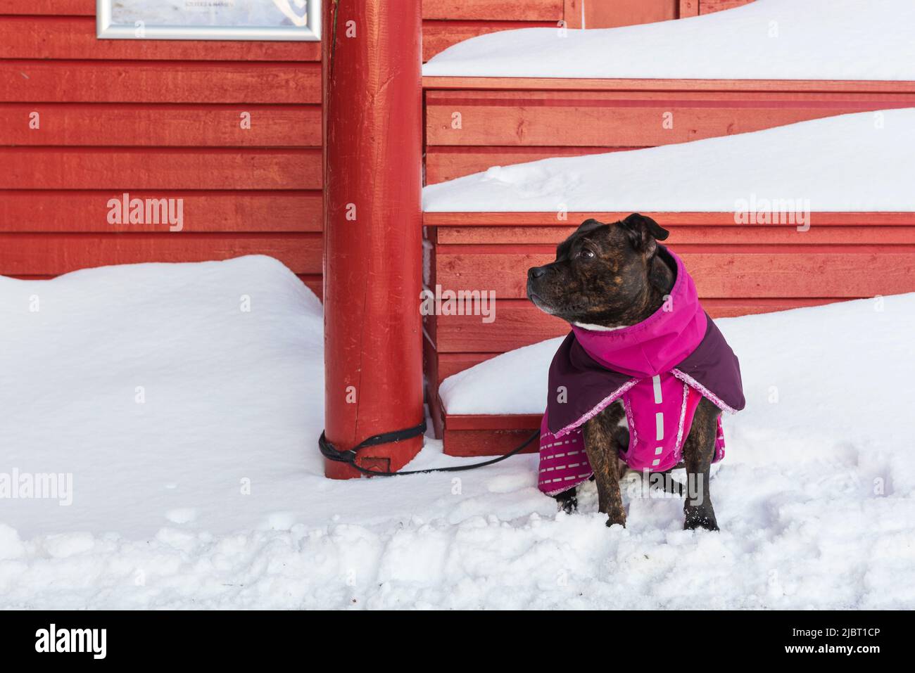 Norvège, Comté de Nordland, îles Lofoten, Ramberg, chien Banque D'Images