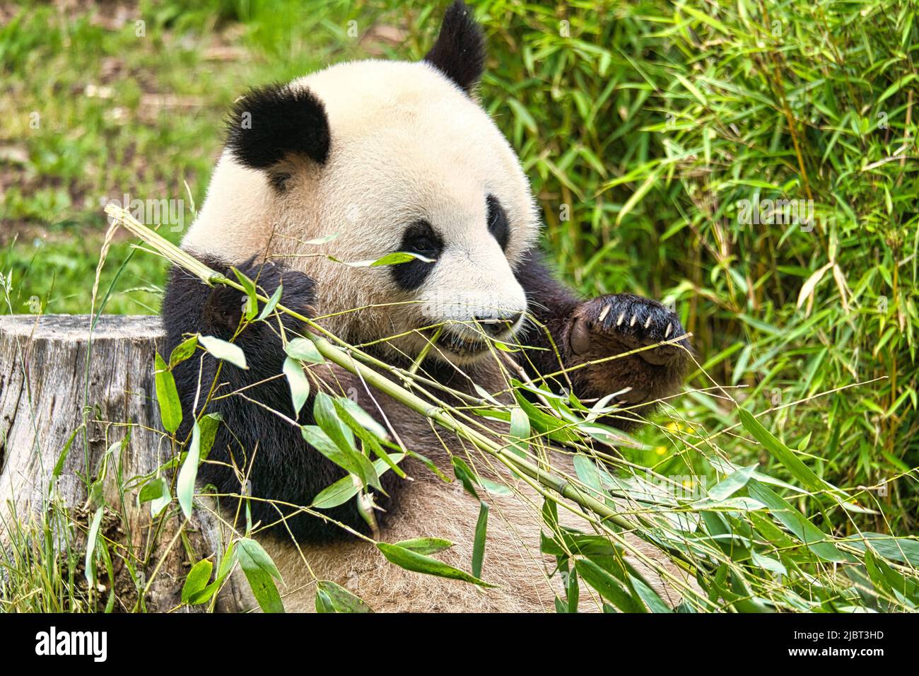 grand panda assis manger du bambou. Espèces en voie de disparition. Un mammifère noir et blanc qui ressemble à un ours en peluche. Photo profonde d'un ours rare. Banque D'Images