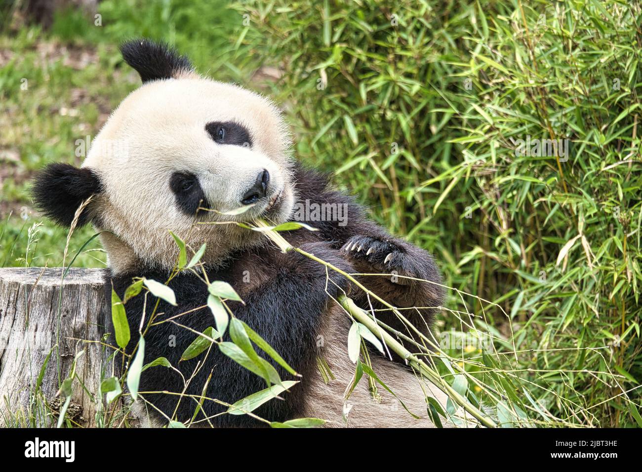 grand panda assis manger du bambou. Espèces en voie de disparition. Un mammifère noir et blanc qui ressemble à un ours en peluche. Photo profonde d'un ours rare. Banque D'Images