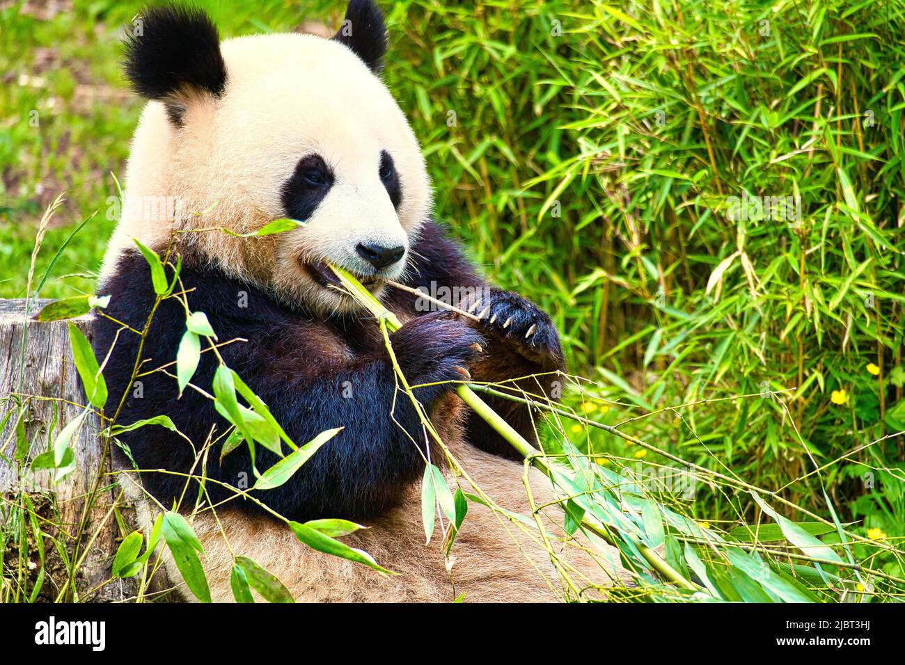 grand panda assis manger du bambou. Espèces en voie de disparition. Un mammifère noir et blanc qui ressemble à un ours en peluche. Photo profonde d'un ours rare. Banque D'Images