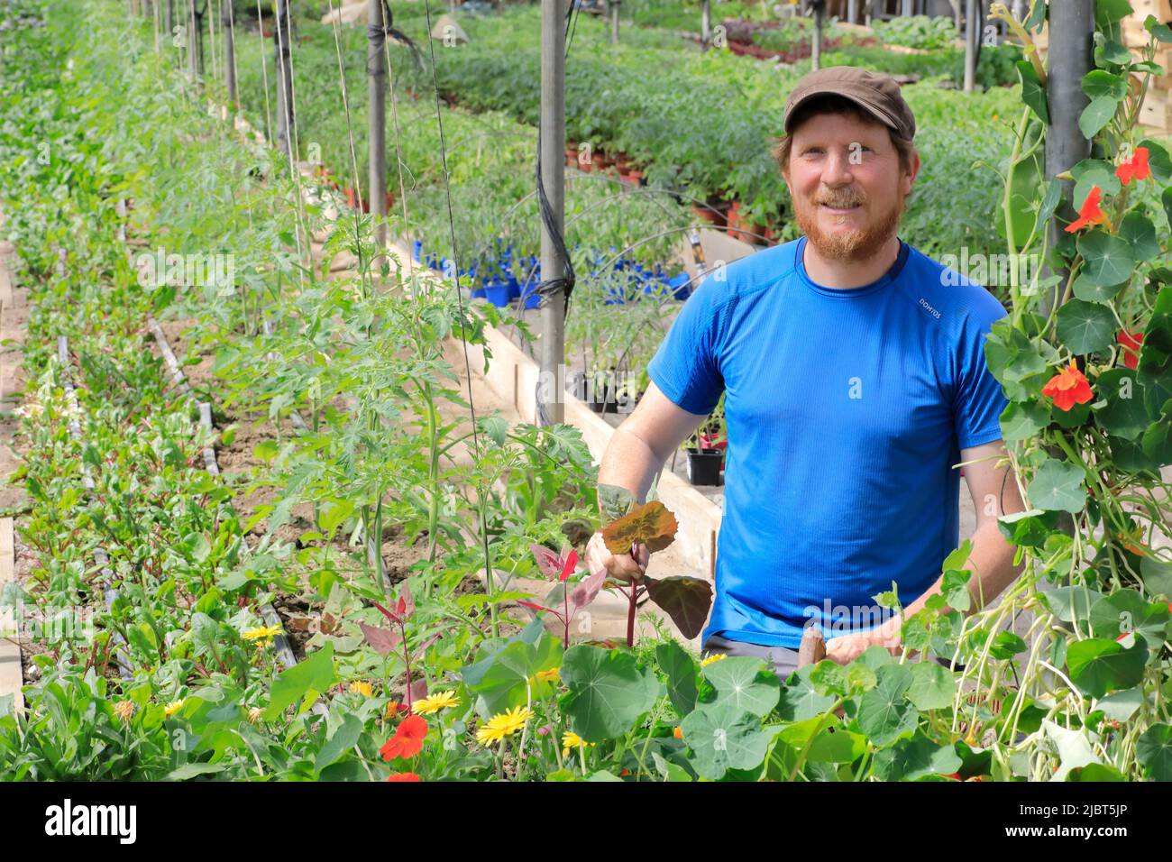 France, Loire Atlantique, Nantes Métropole, les Sorinières, le jardinier du marché biologique Olivier Durand au milieu de ses plantations de légumes en serre Banque D'Images