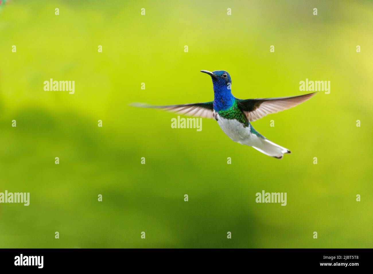 Costa Rica, province d'Alajuela, Jacobin Hummingbird (Florisuga mellivora) Banque D'Images