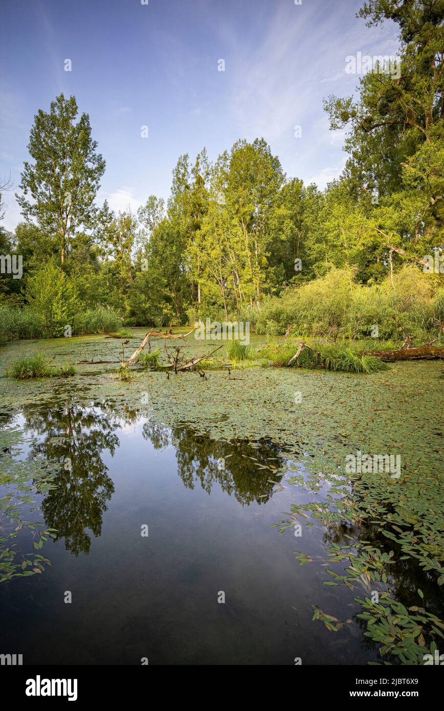 France, Bas Rhin, Strabourg, Réserve naturelle de Rohrschollen, Banque D'Images