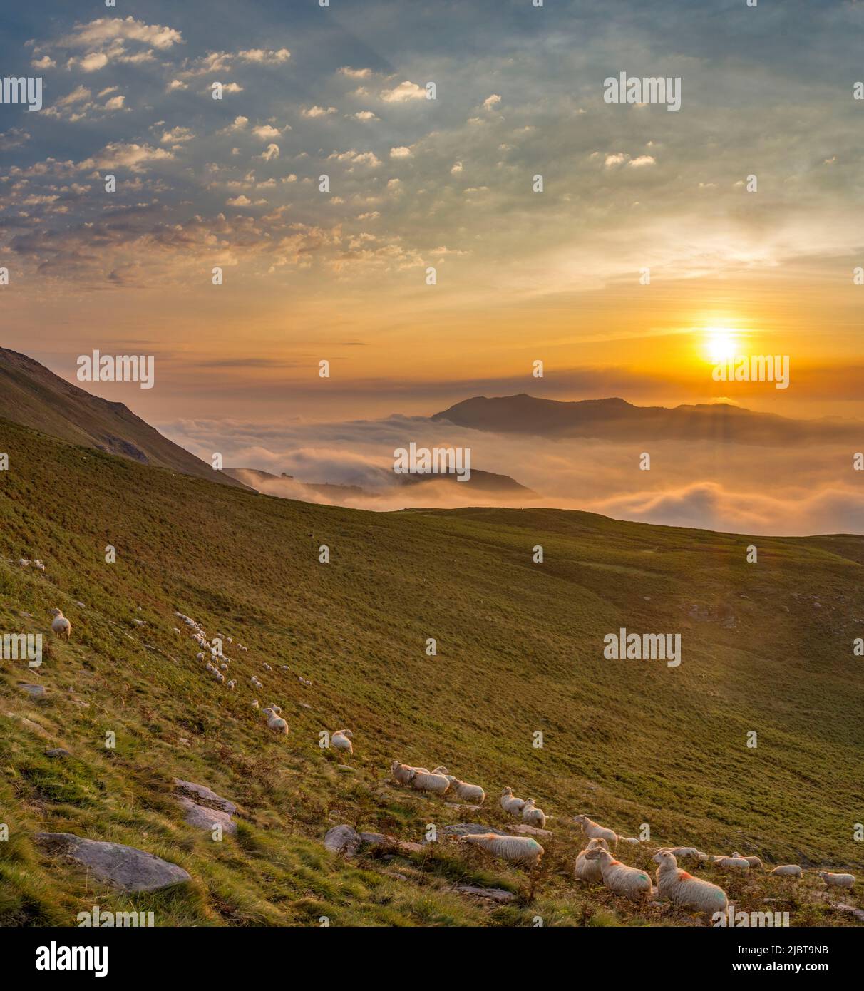 France, Pyrénées Atlantiques, Herd de moutons au lever du soleil avec une mer de nuages à Artzamendi Banque D'Images