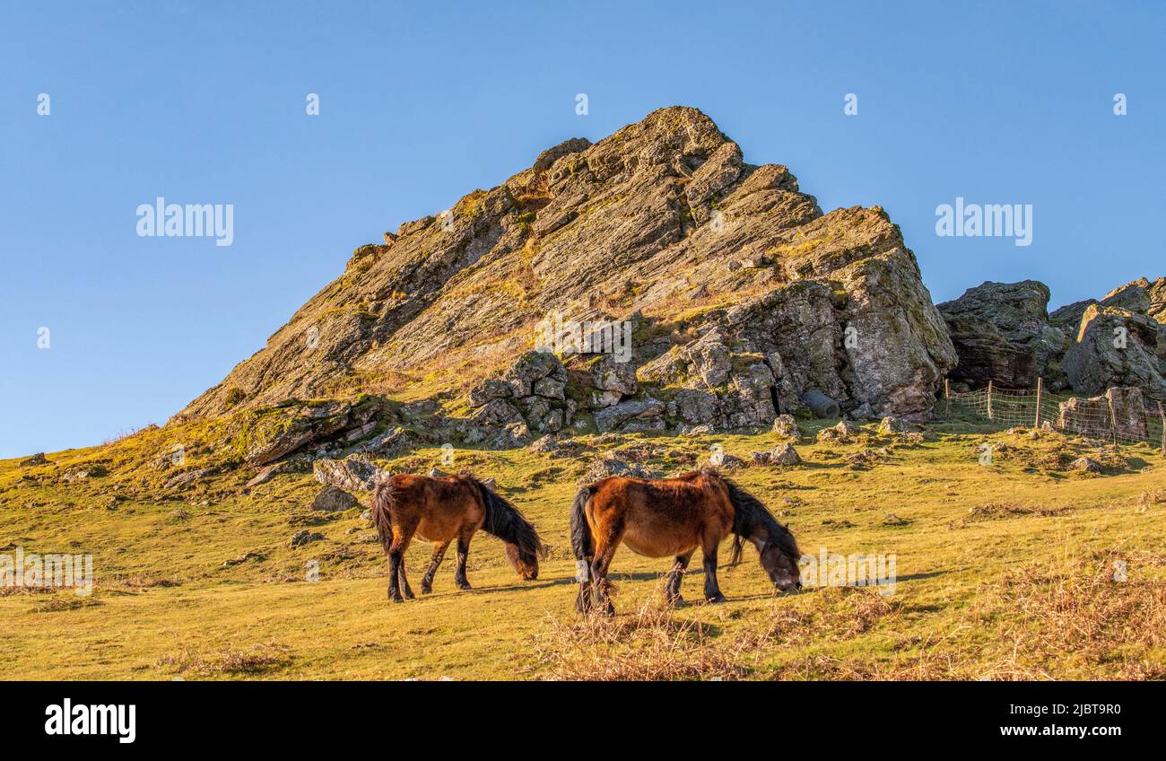 France, Pyrénées Atlantiques, Itxassou, pottok dans les pâturages de montagne à Mondarrain avec un paysage rocheux Banque D'Images