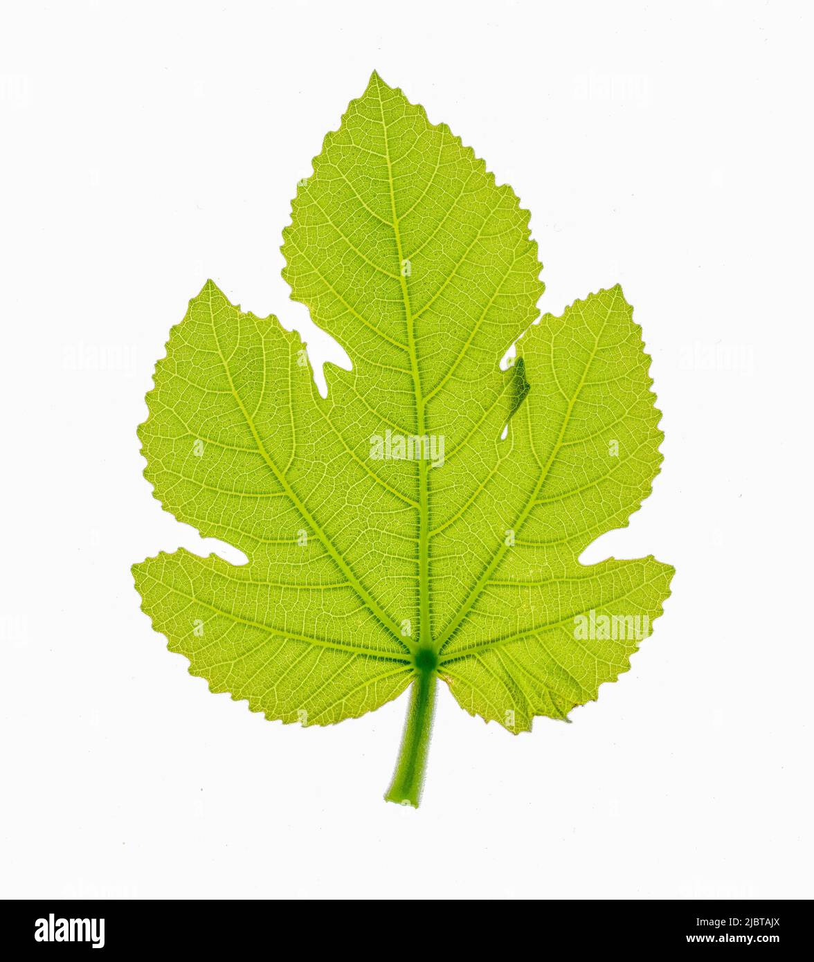 Gros plan d'une feuille de figuier verte avec un joli motif de nervures Banque D'Images