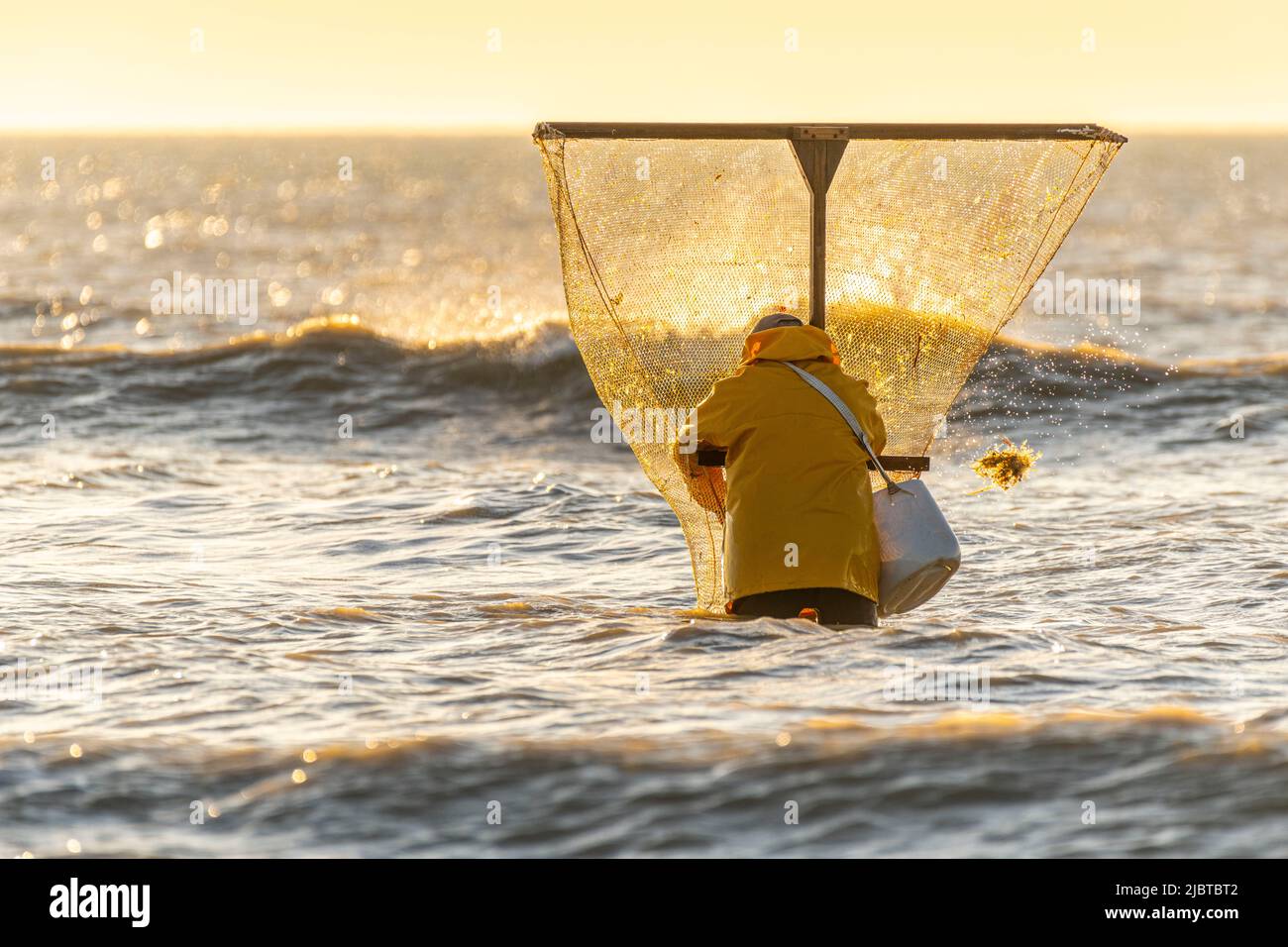 France, somme, Ault, deux heures avant la marée basse, les pêcheurs viennent avec leur filet pour pêcher les crevettes (crangon crangon) en poussant ce filet devant eux et en marchant le long du front de mer Banque D'Images