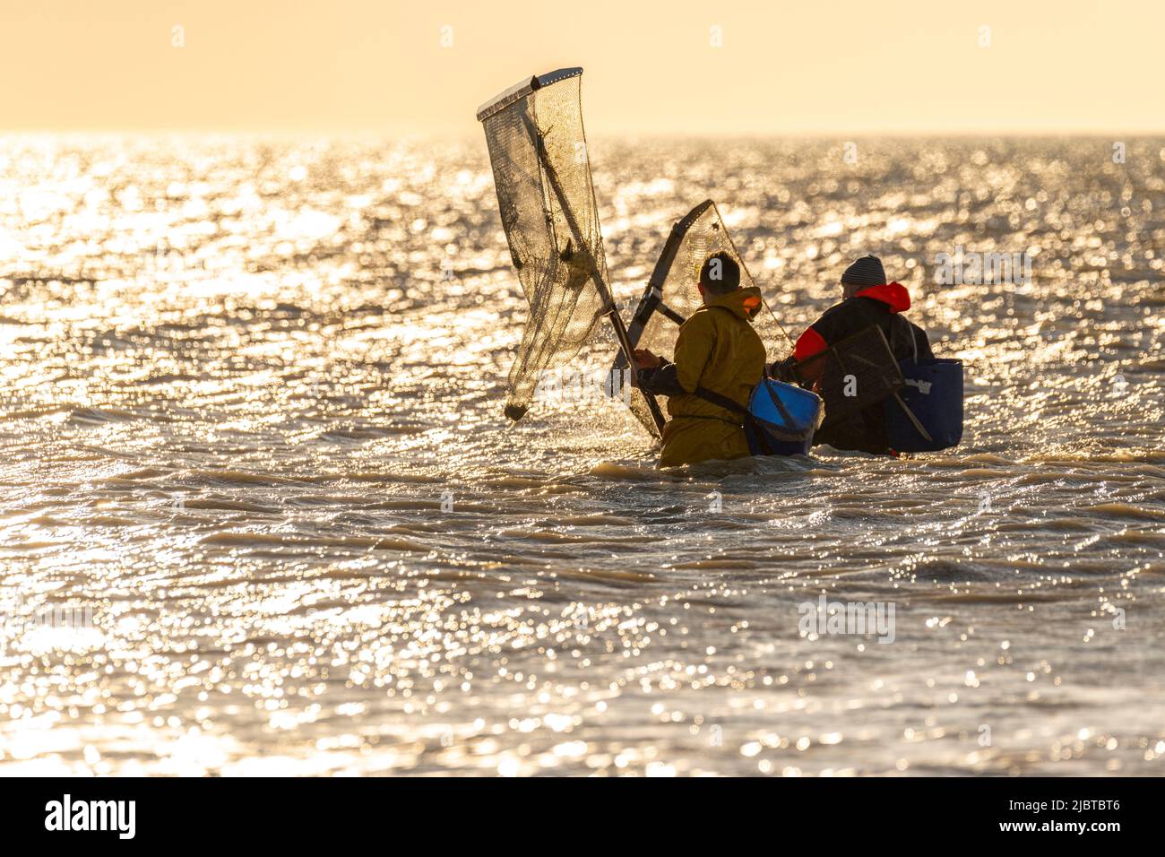 France, somme, Ault, deux heures avant la marée basse, les pêcheurs viennent avec leur filet pour pêcher les crevettes (crangon crangon) en poussant ce filet devant eux et en marchant le long du front de mer Banque D'Images
