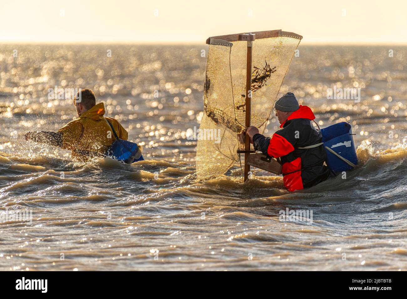 France, somme, Ault, deux heures avant la marée basse, les pêcheurs viennent avec leur filet pour pêcher les crevettes (crangon crangon) en poussant ce filet devant eux et en marchant le long du front de mer Banque D'Images